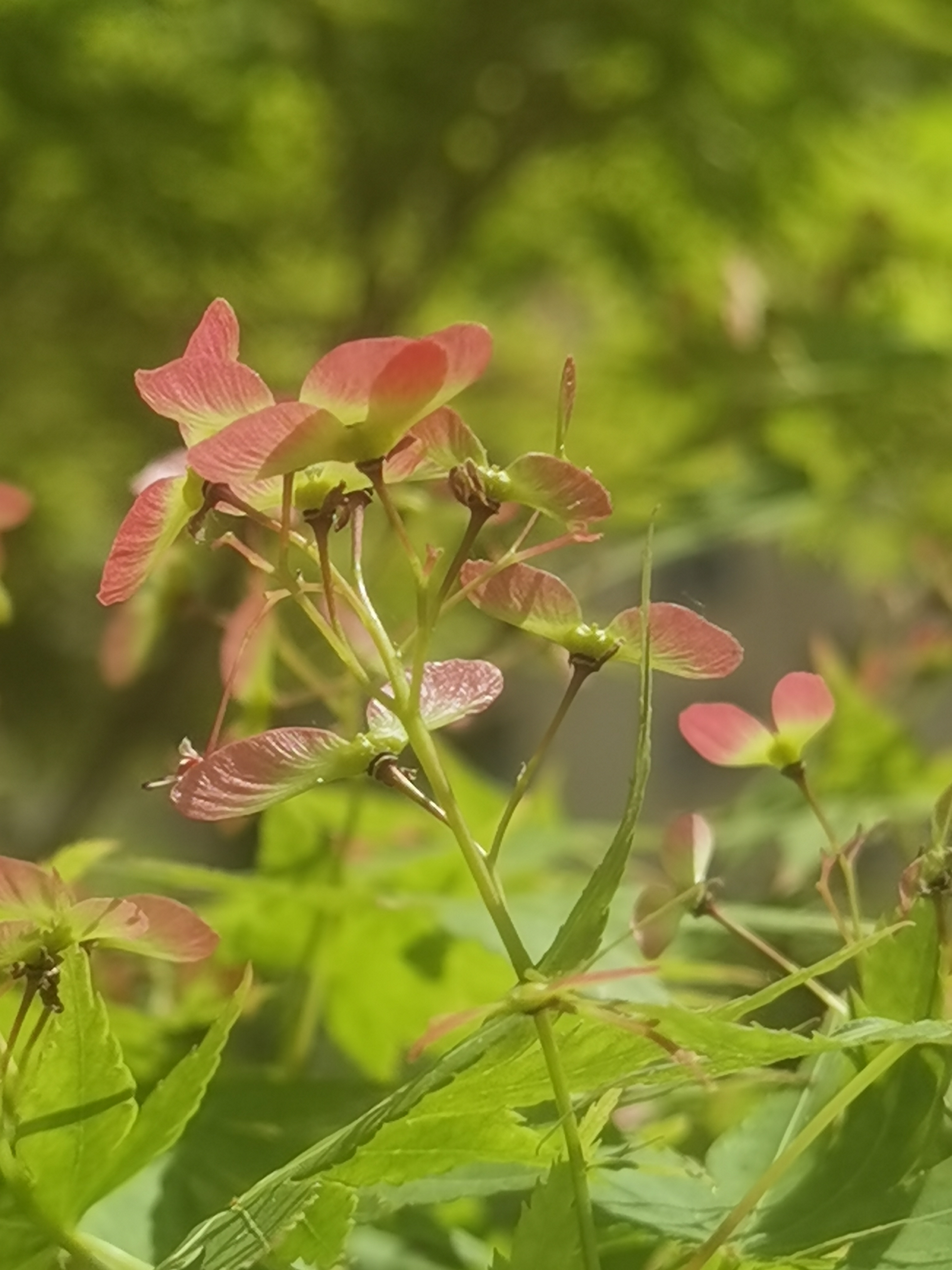 花卉原创摄影之鸡爪槭结果啦(一)