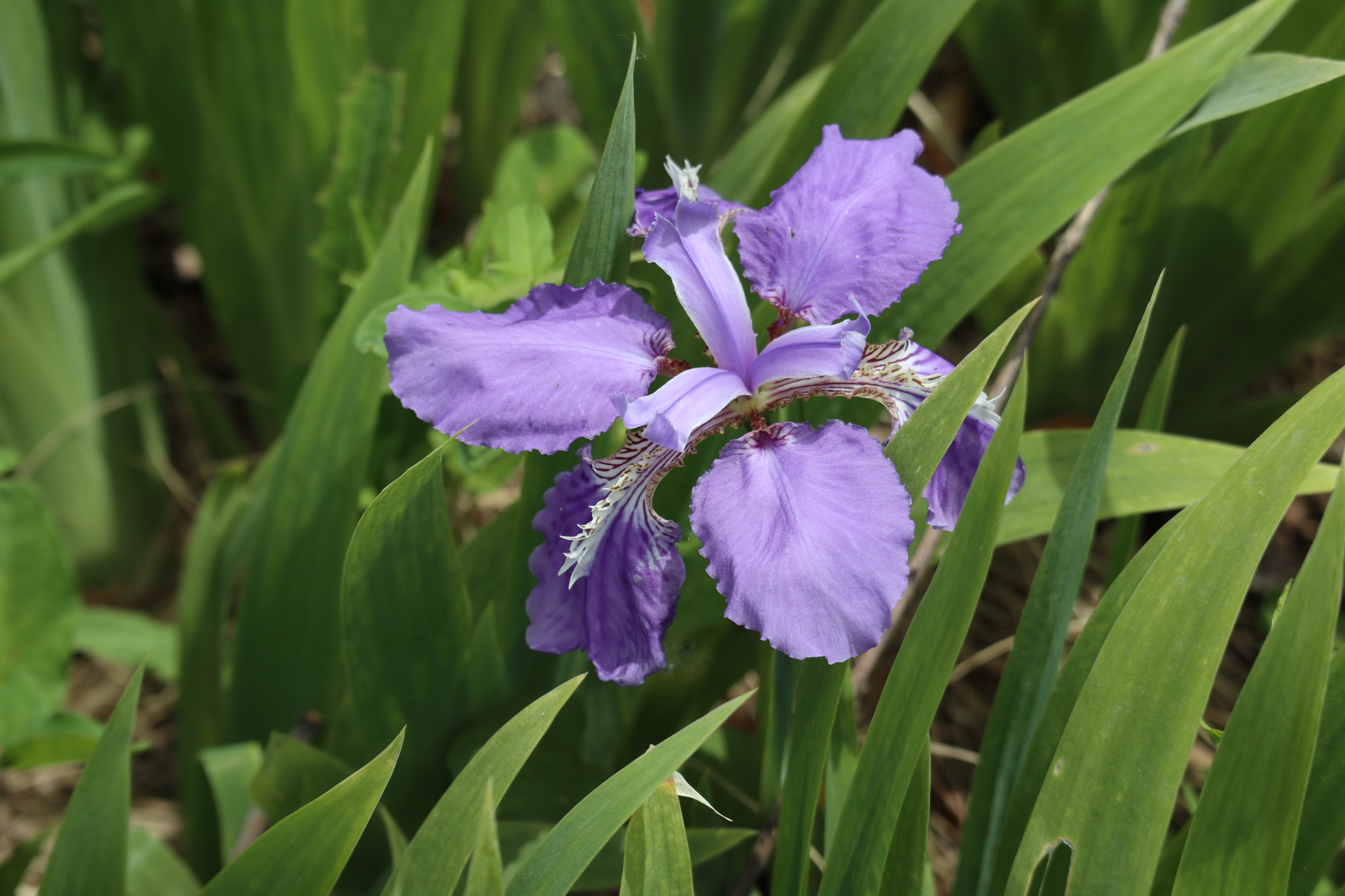 花卉原创摄影之紫色鸢尾花