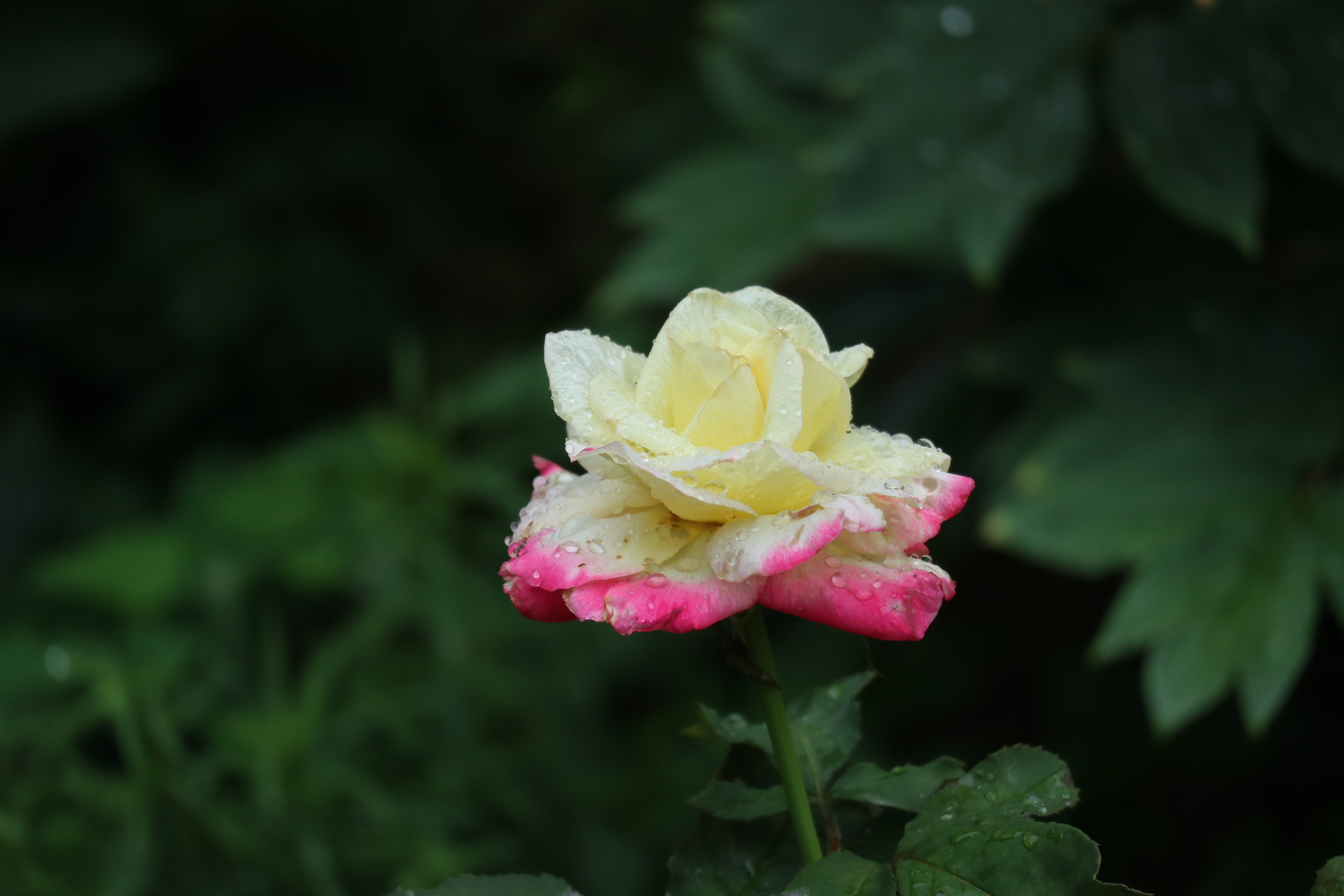 雨后的花草图片真实图片