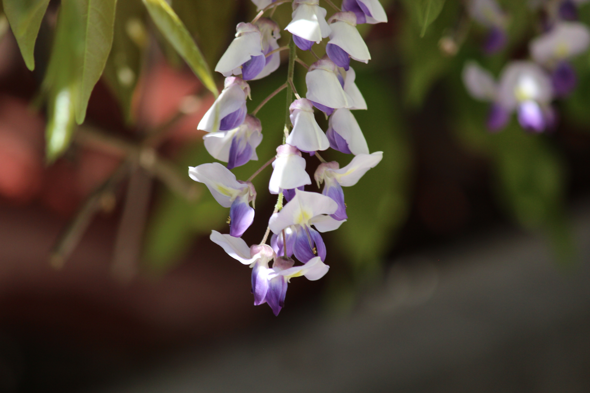 花卉摄影之紫藤花