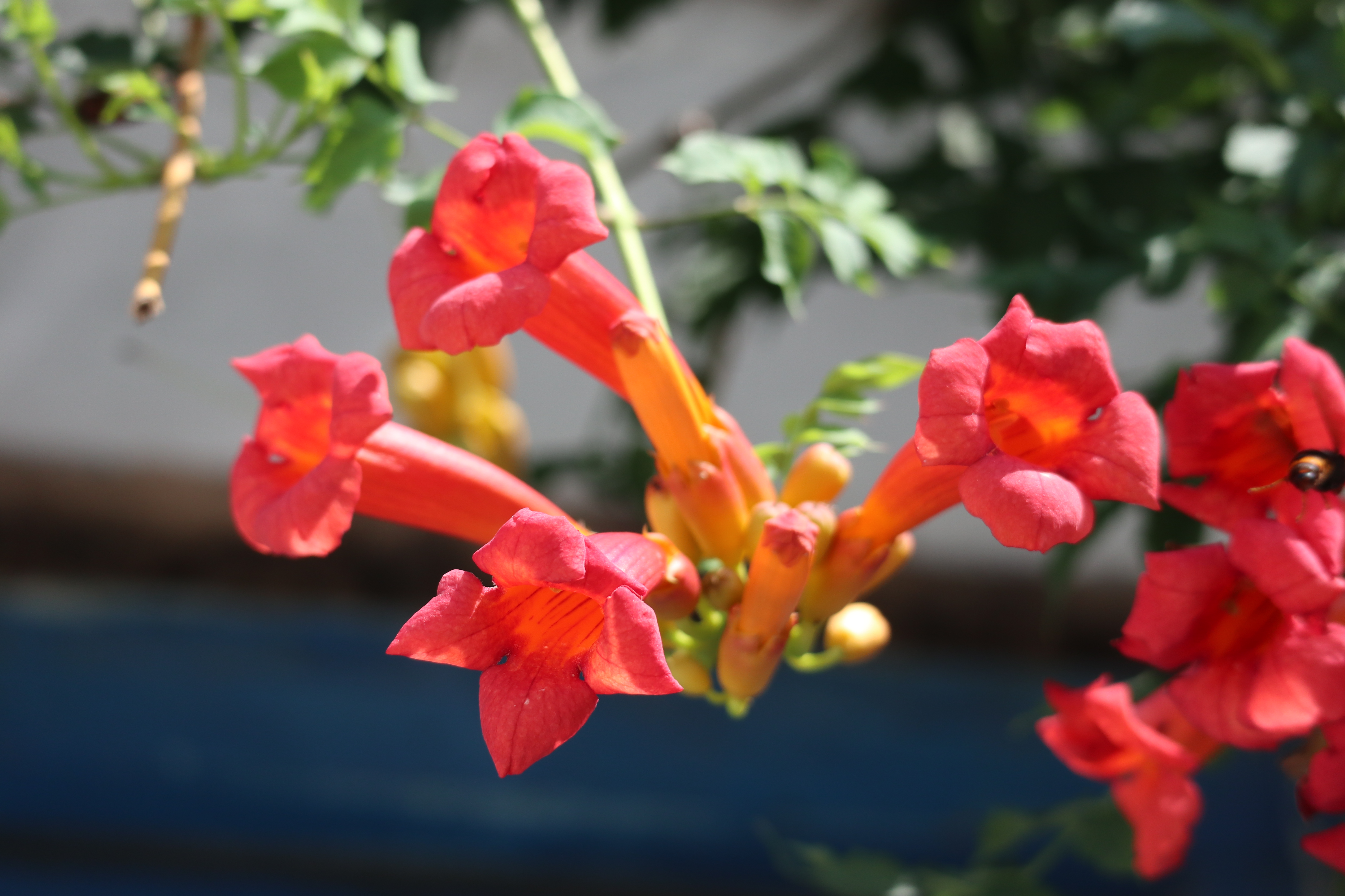 花卉摄影之凌霄花 凌霄花是藤类攀爬植物,它的花朵形状独特,色彩艳丽