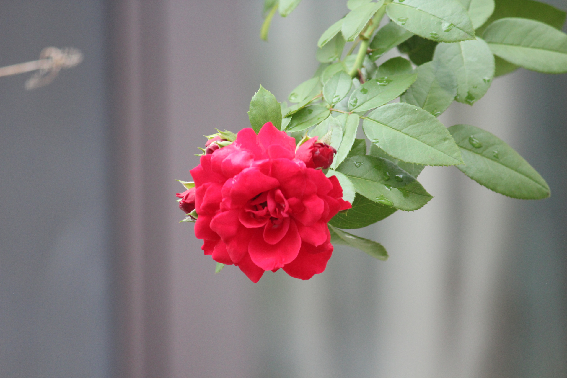 一组红色的蔷薇花,开得热烈而奔放.