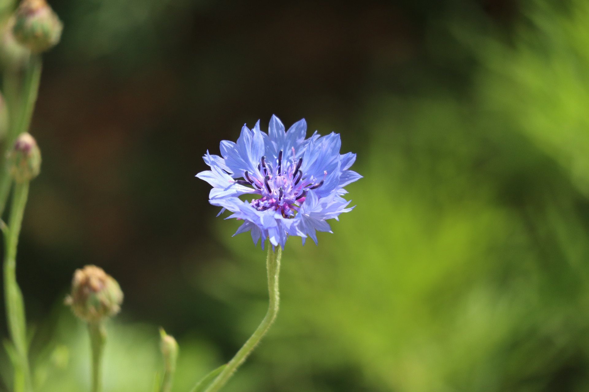 蓝色矢车菊花语图片