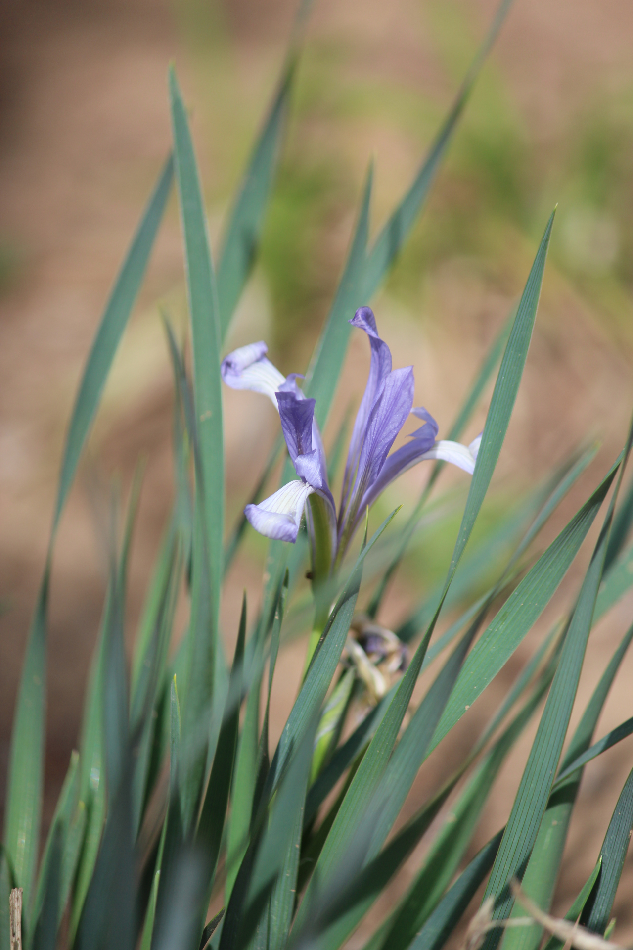 花卉原创摄影之马蔺花#摄影爱好者联盟