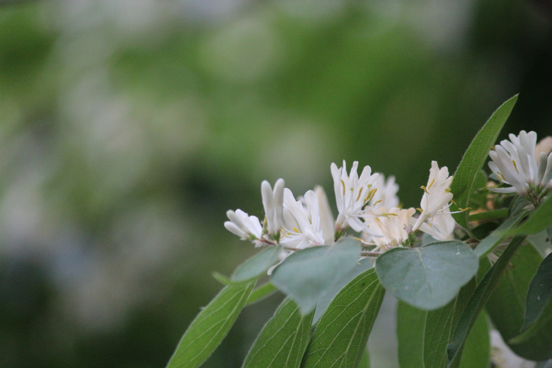 花卉摄影之金银忍冬 #创作灵感上热门