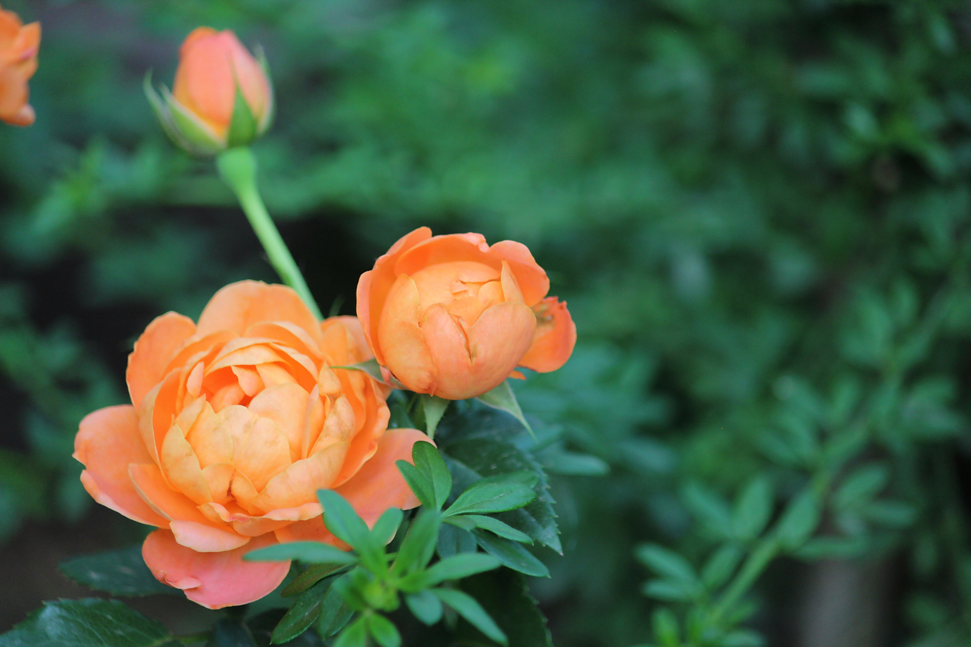 花卉摄影之黄色月季花#创作灵感上热门