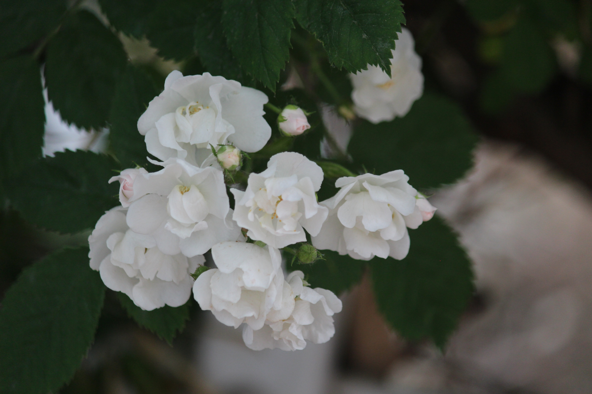 花卉摄影之白色蔷薇花