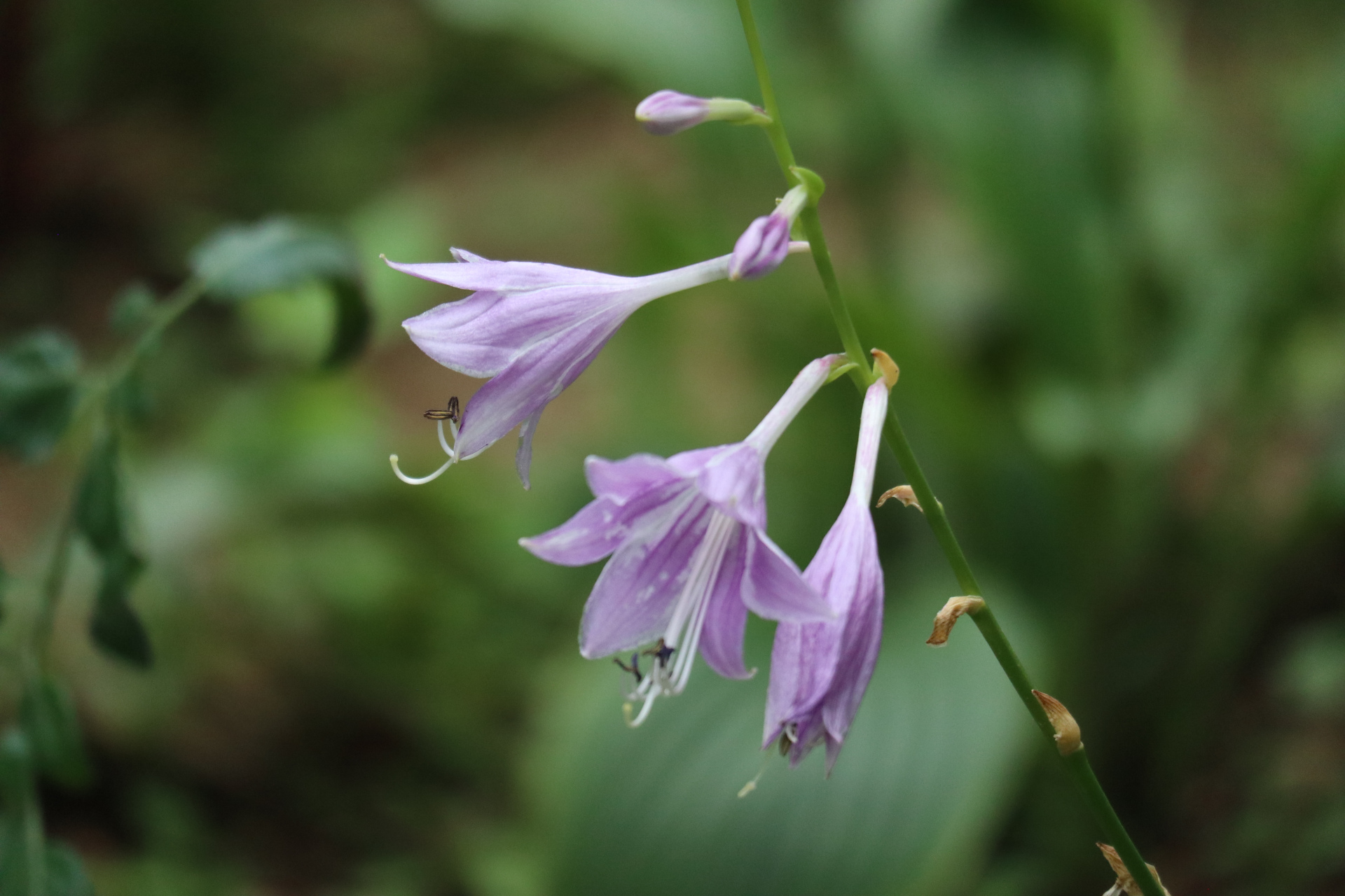 花卉摄影之玉簪花