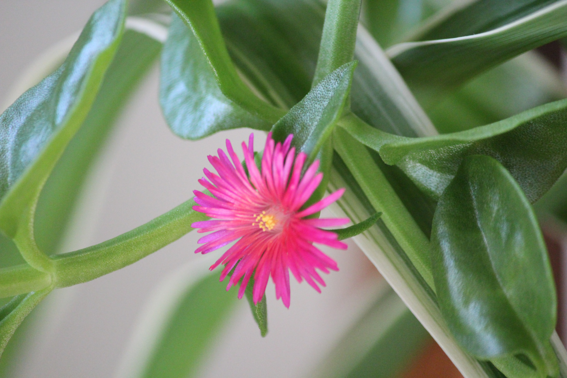 花卉摄影之心叶日中花