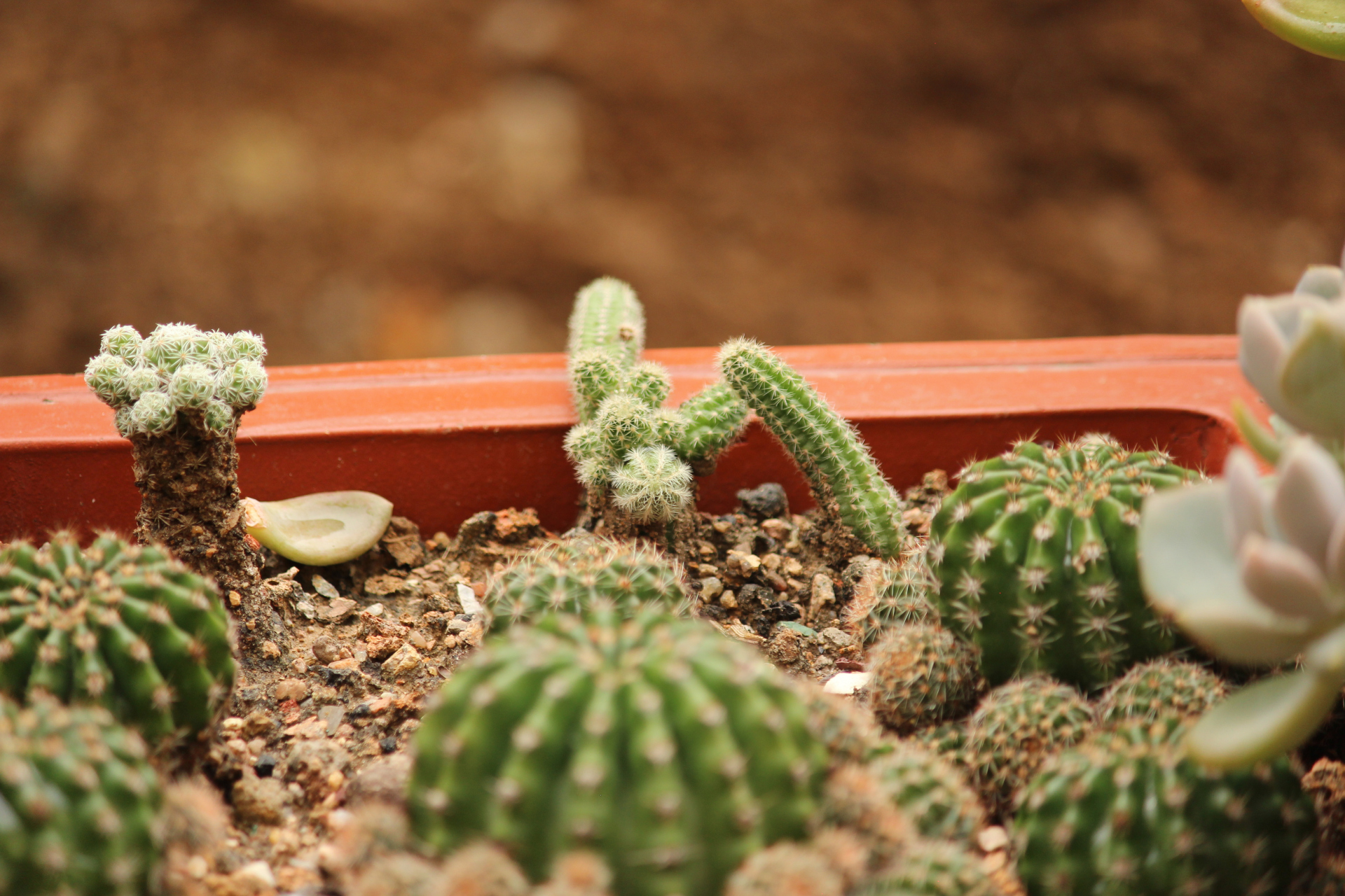 花卉摄影之仙人球 仙人球号称"沙漠之王",在城市里也随处可见了,种类