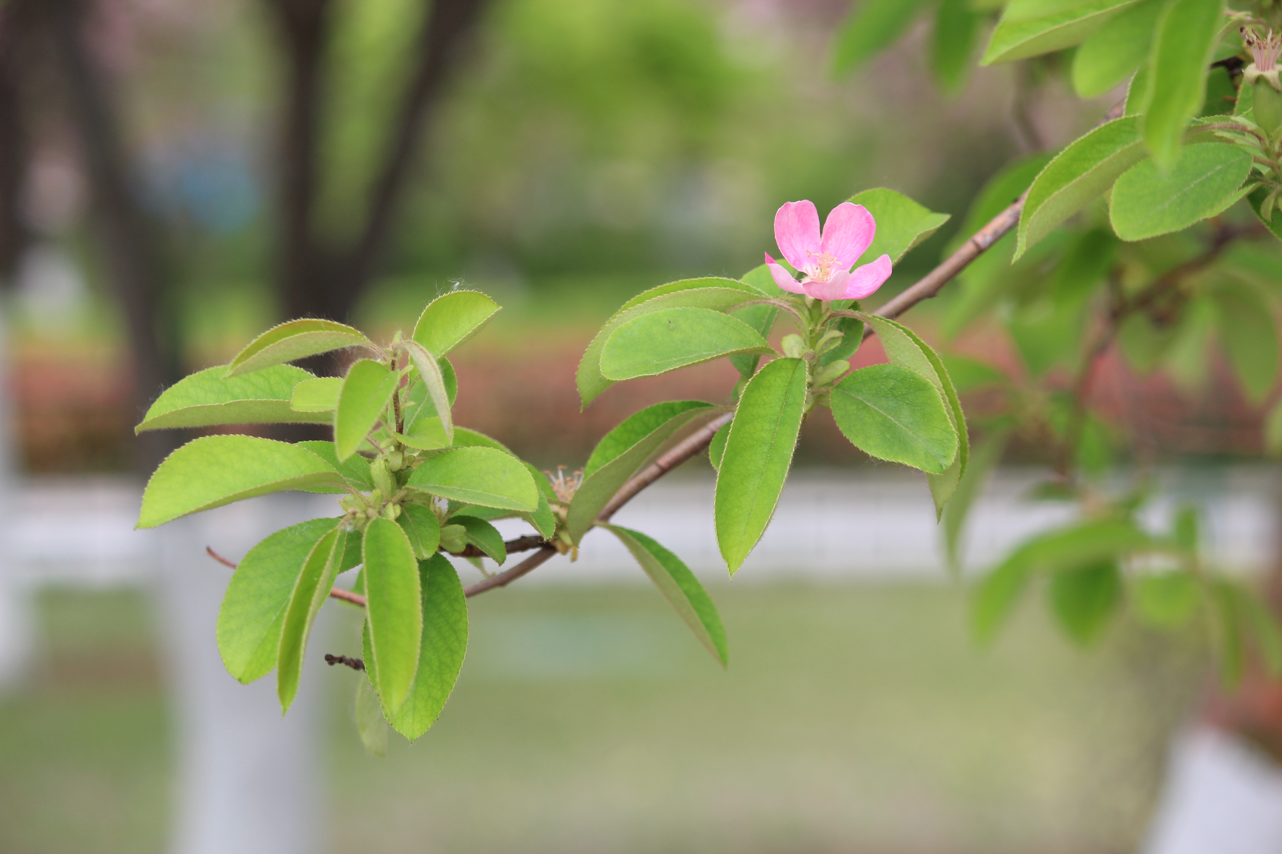 花卉原创摄影之木瓜开花#摄影爱好者联盟