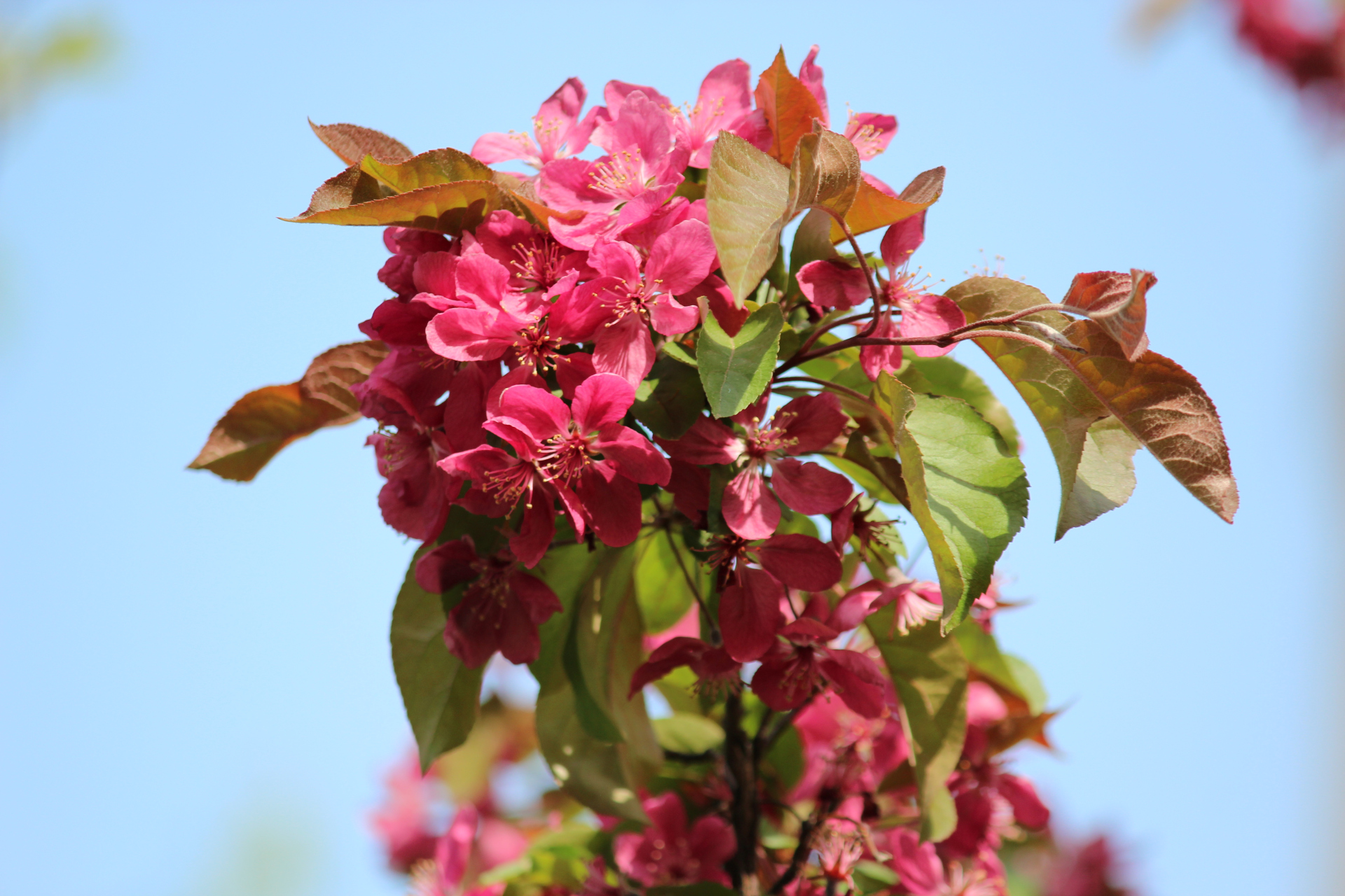 青岛繁花山海间##青岛同城交流组#  海棠花开(一)蓝天下的北美海棠 