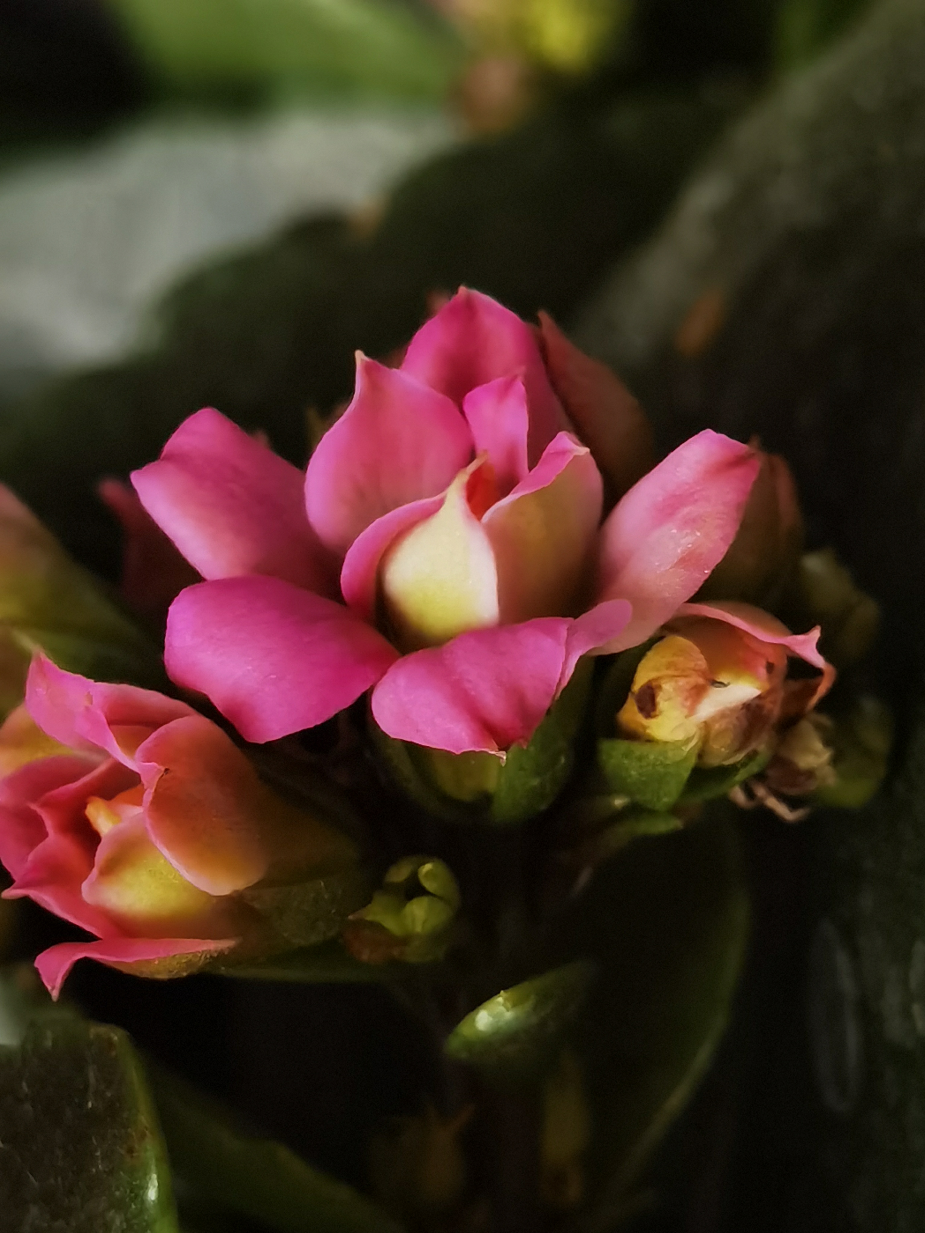 花卉摄影之微距镜头下的油画版长寿花