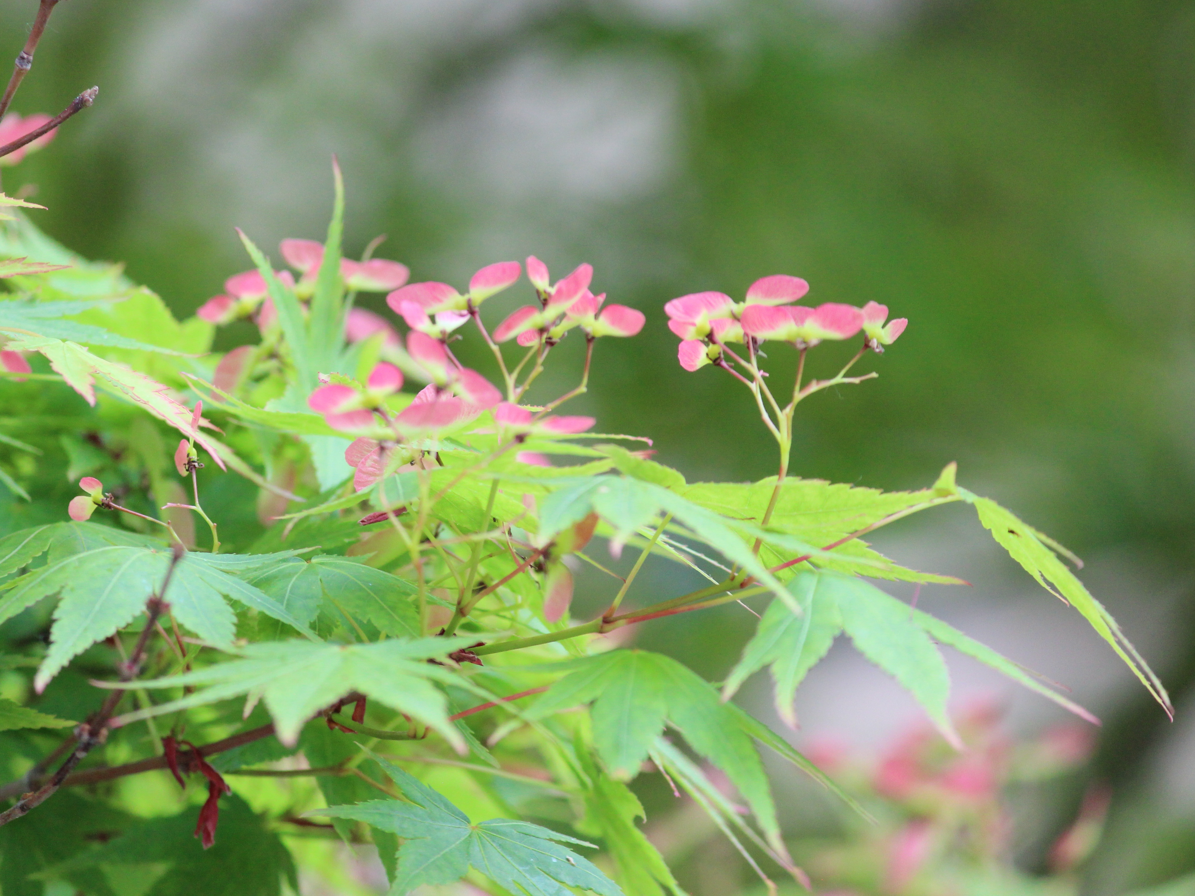 花卉原创摄影之鸡爪槭结果啦(三)