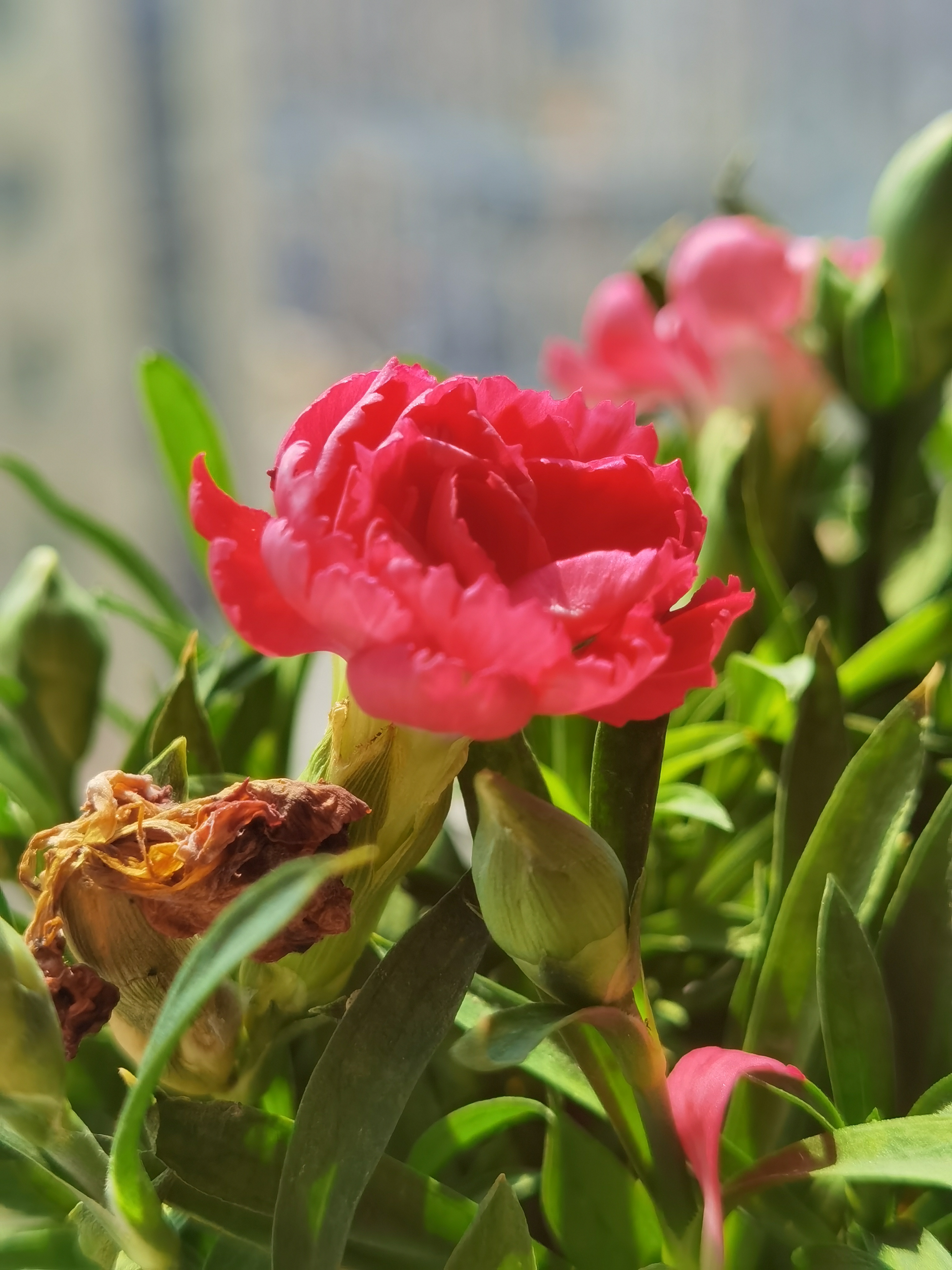 花卉摄影之红色康乃馨