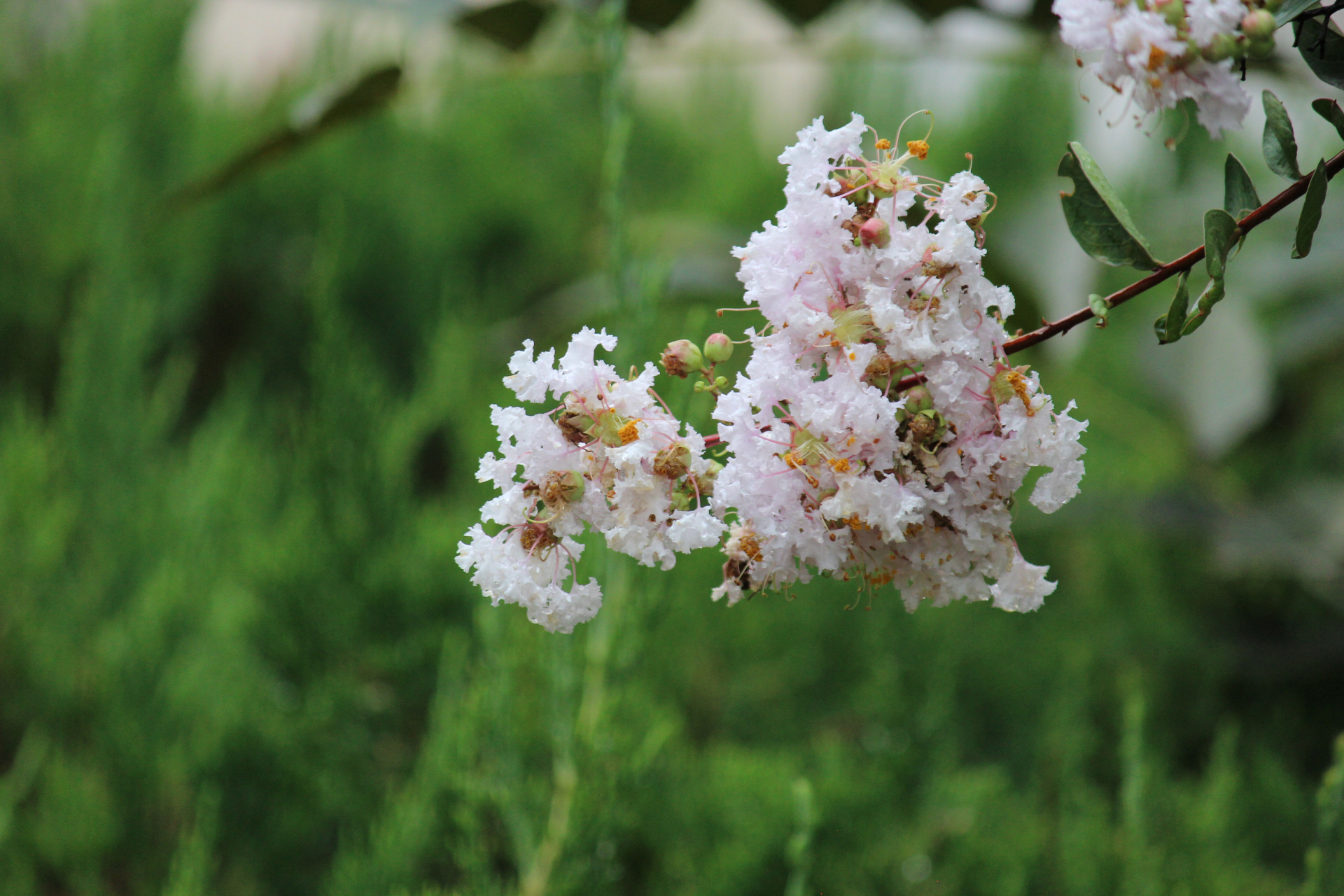 紫薇花在秋天开的也很好,紫薇花不仅有紫色的哦,白色的紫薇花也很漂亮