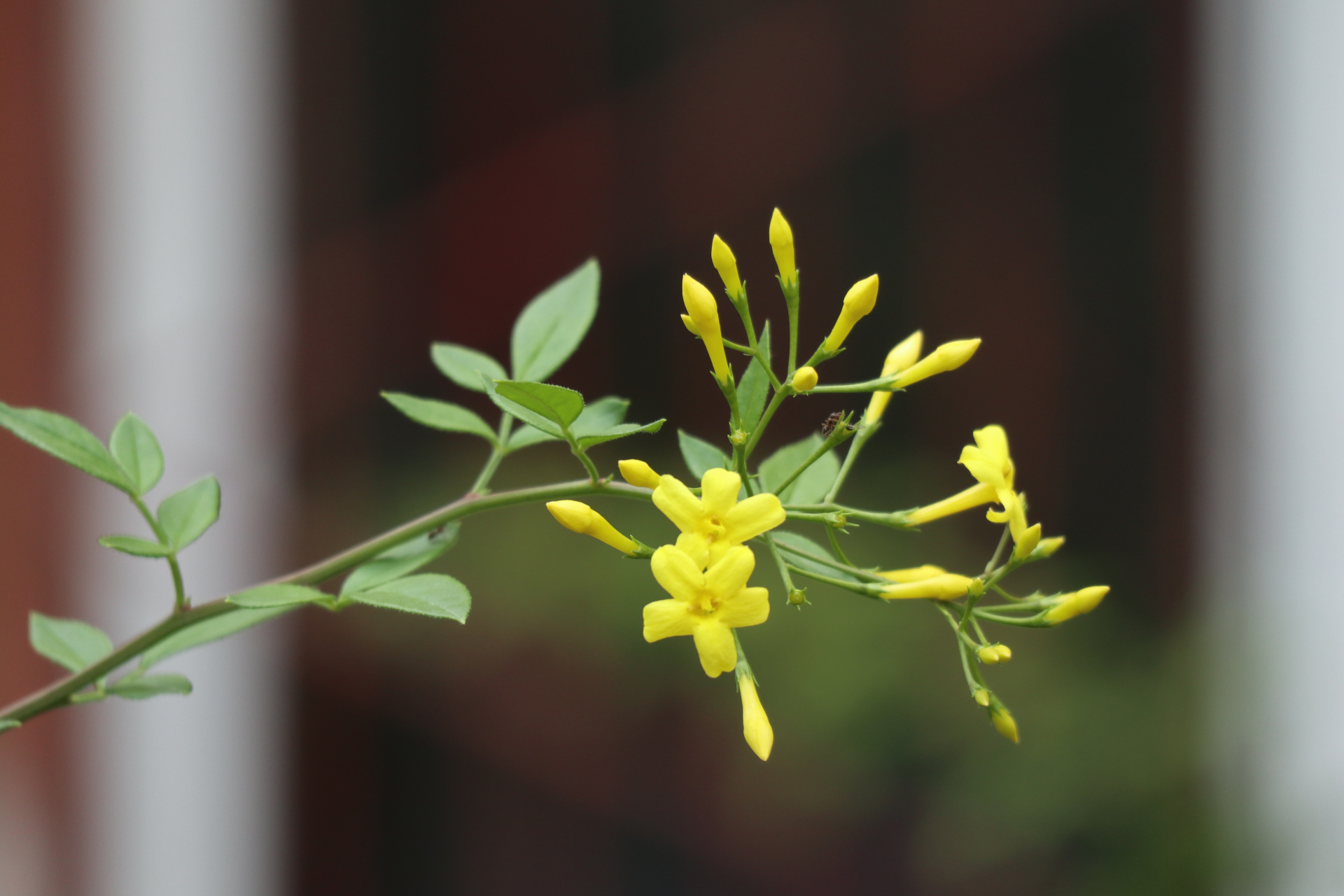 花卉摄影之黄色迎夏花