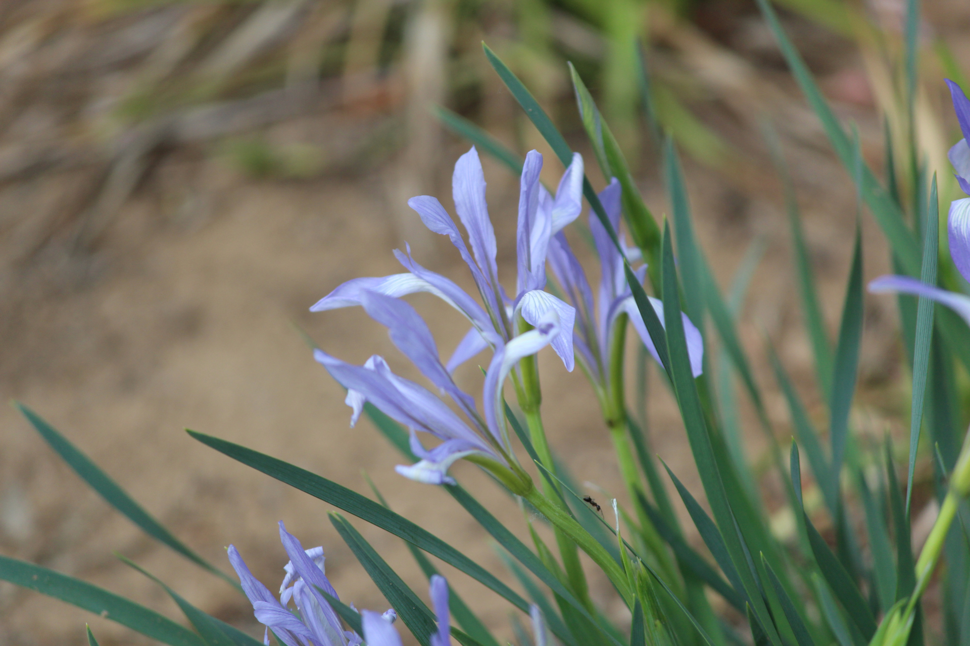 花卉原创摄影之马蔺花#摄影爱好者联盟