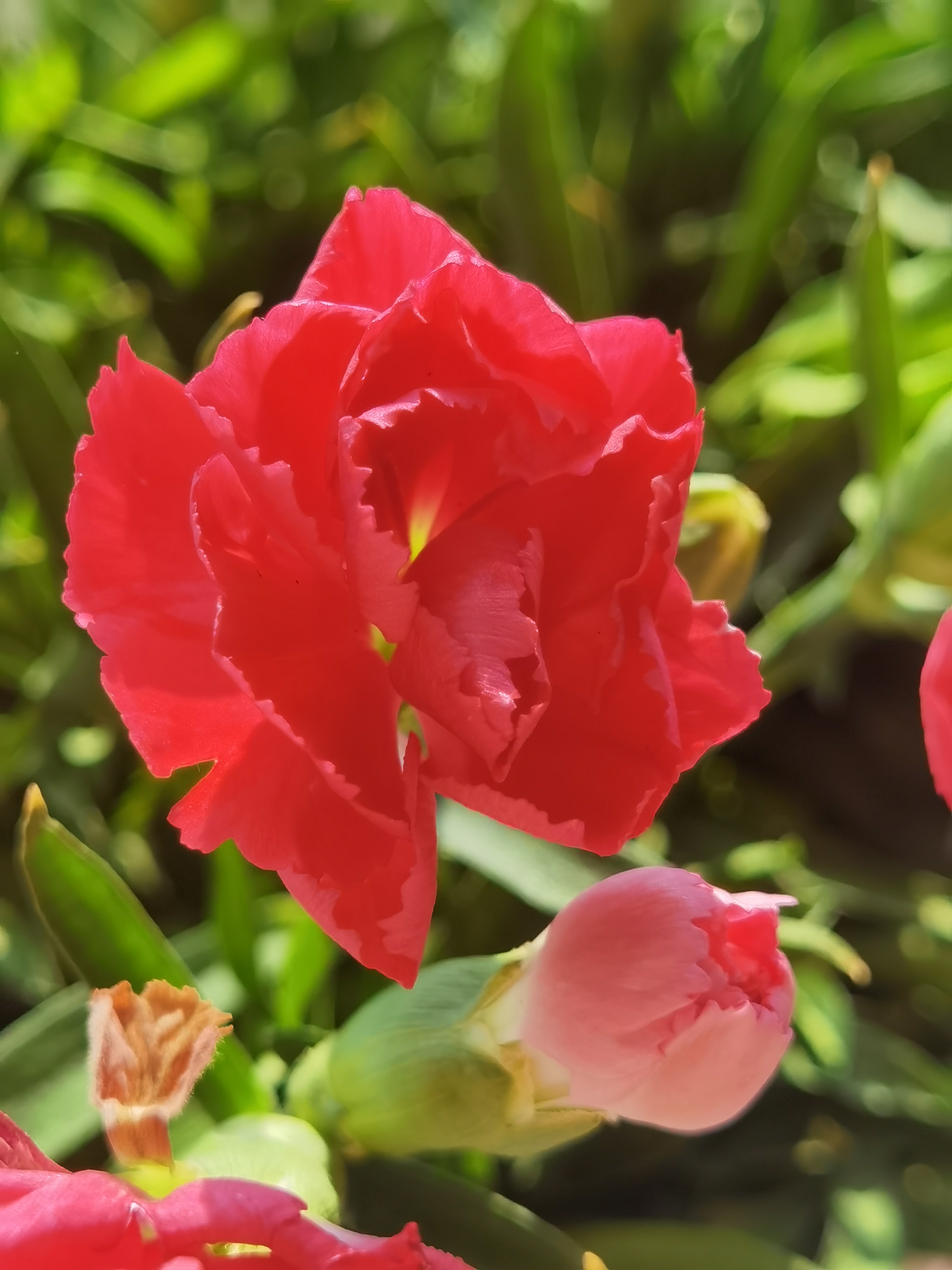 花卉摄影之红色康乃馨