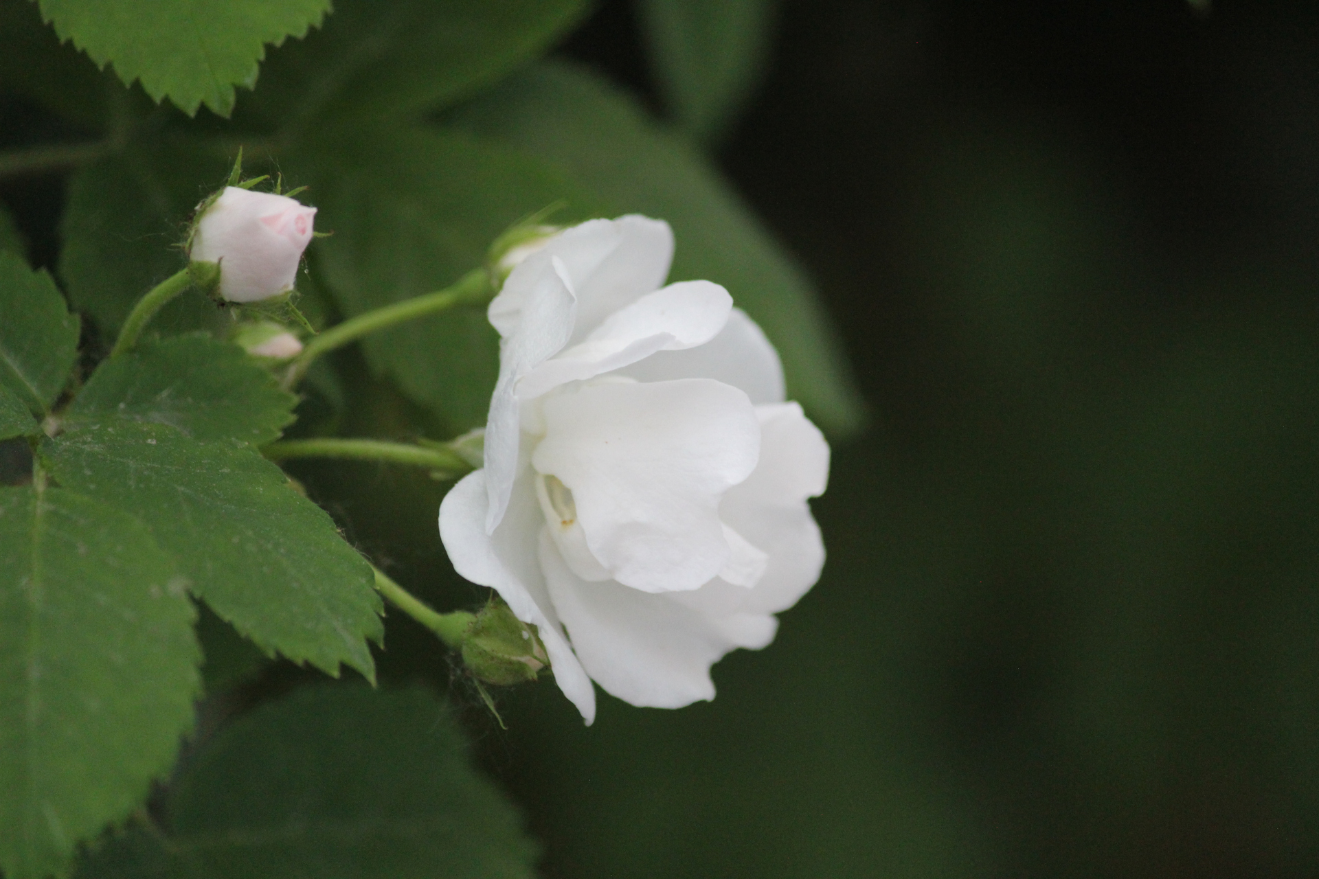 花卉摄影之白色蔷薇花