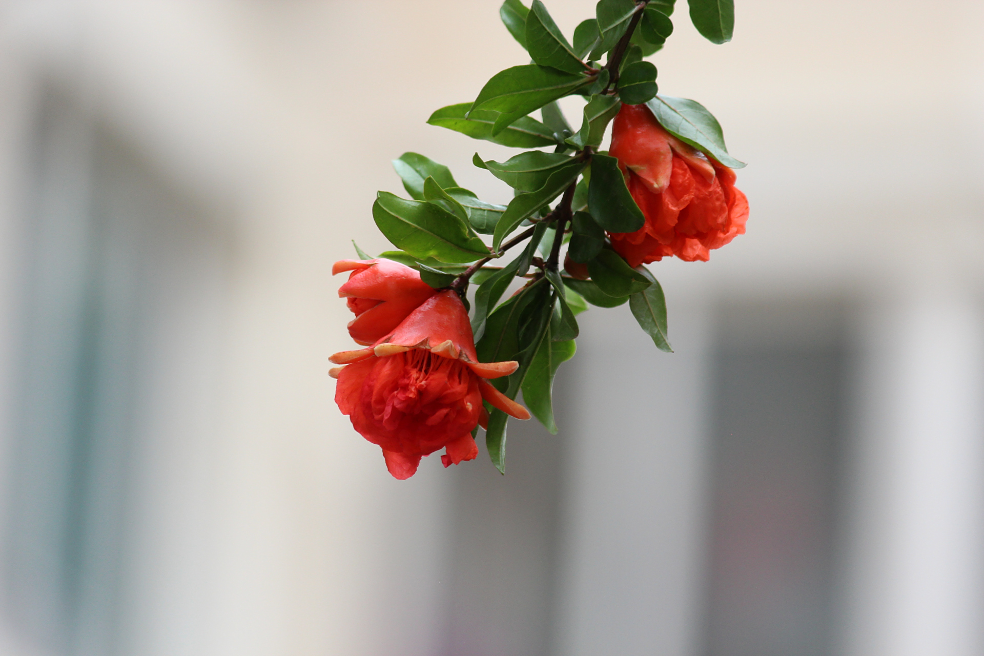 花卉摄影之石榴