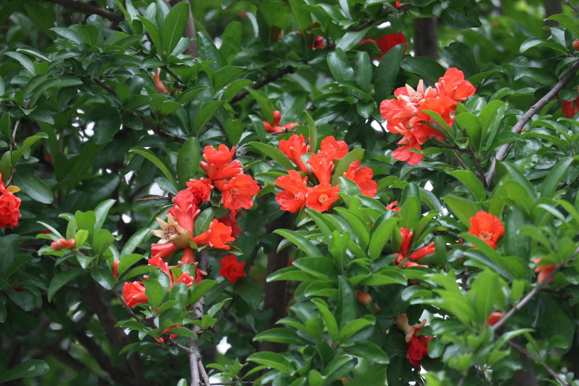 一组红红火火的石榴花,祝福我们的祖国繁荣昌盛,国泰民安