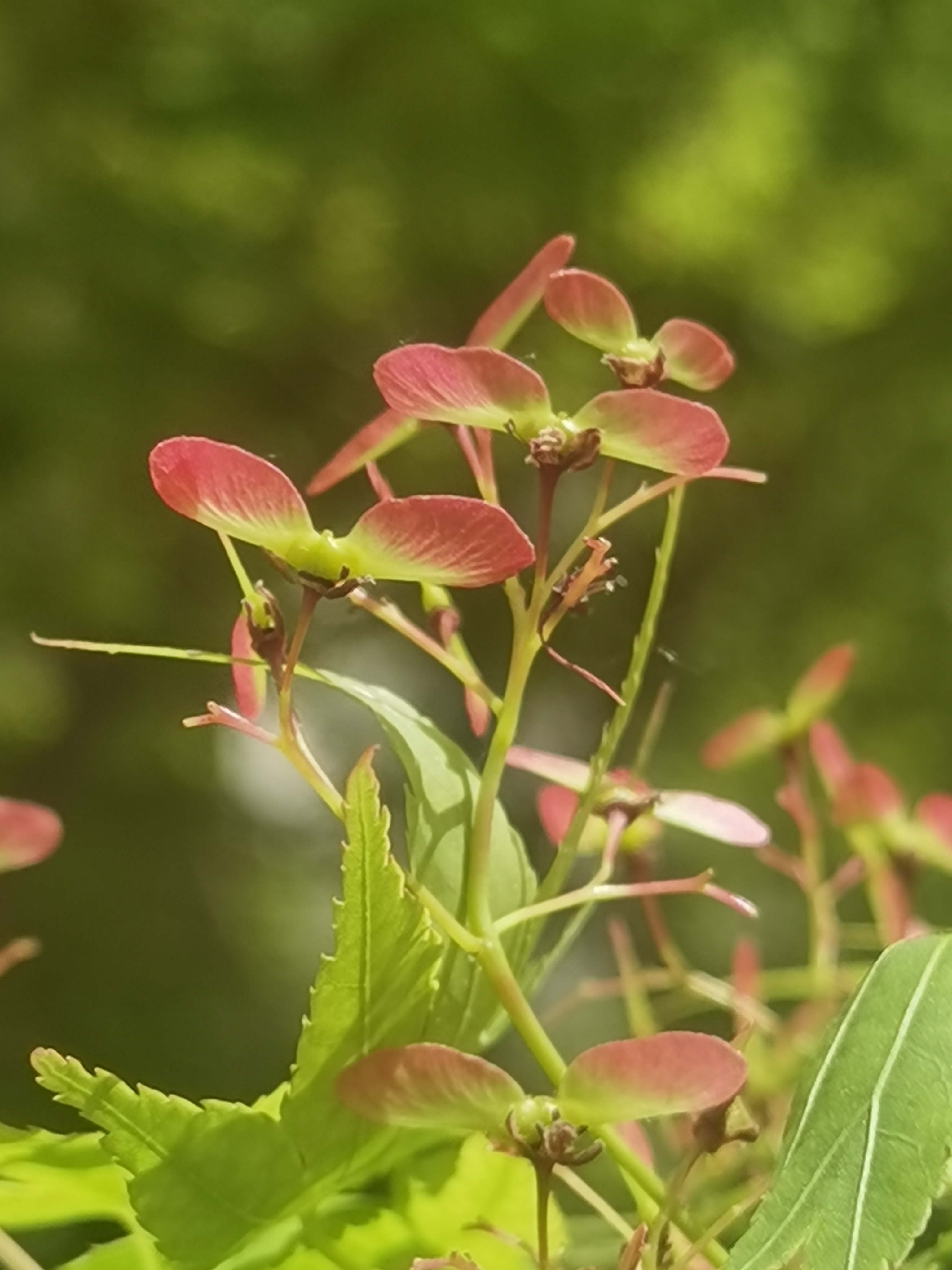 花卉原创摄影之鸡爪槭结果啦(一)