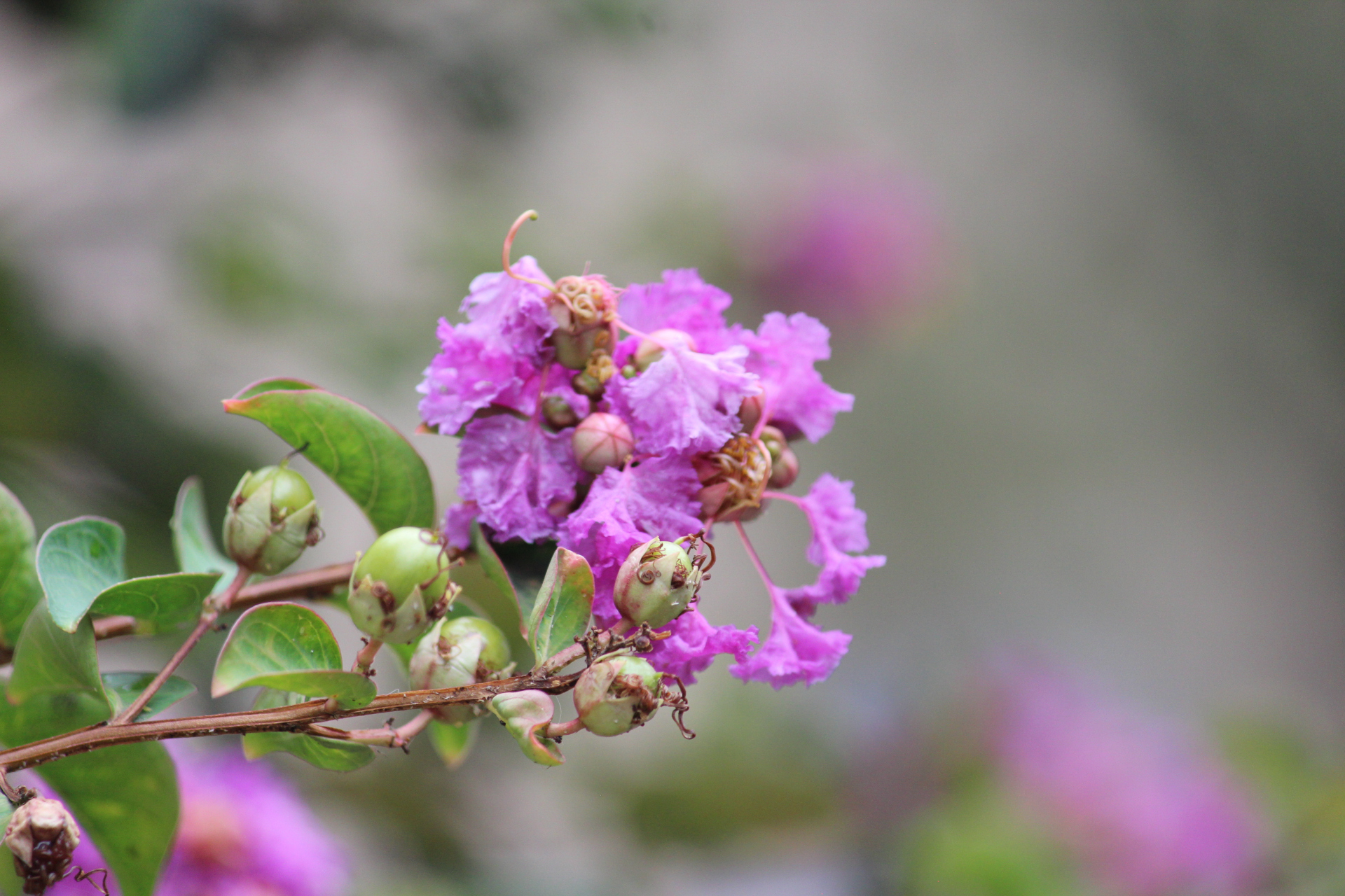紫薇花在秋天开的也很好,紫薇花不仅有紫色的哦,白色的紫薇花也很漂亮