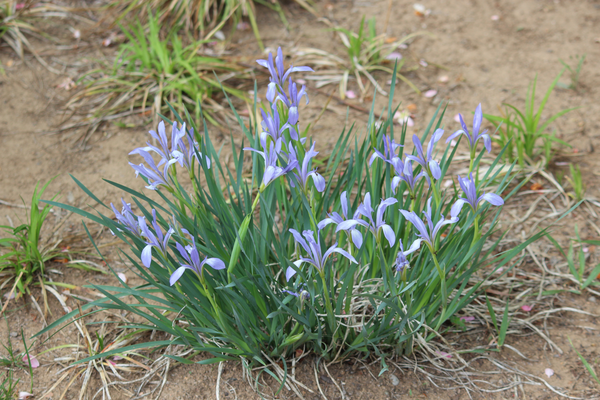 花卉原创摄影之马蔺花#摄影爱好者联盟