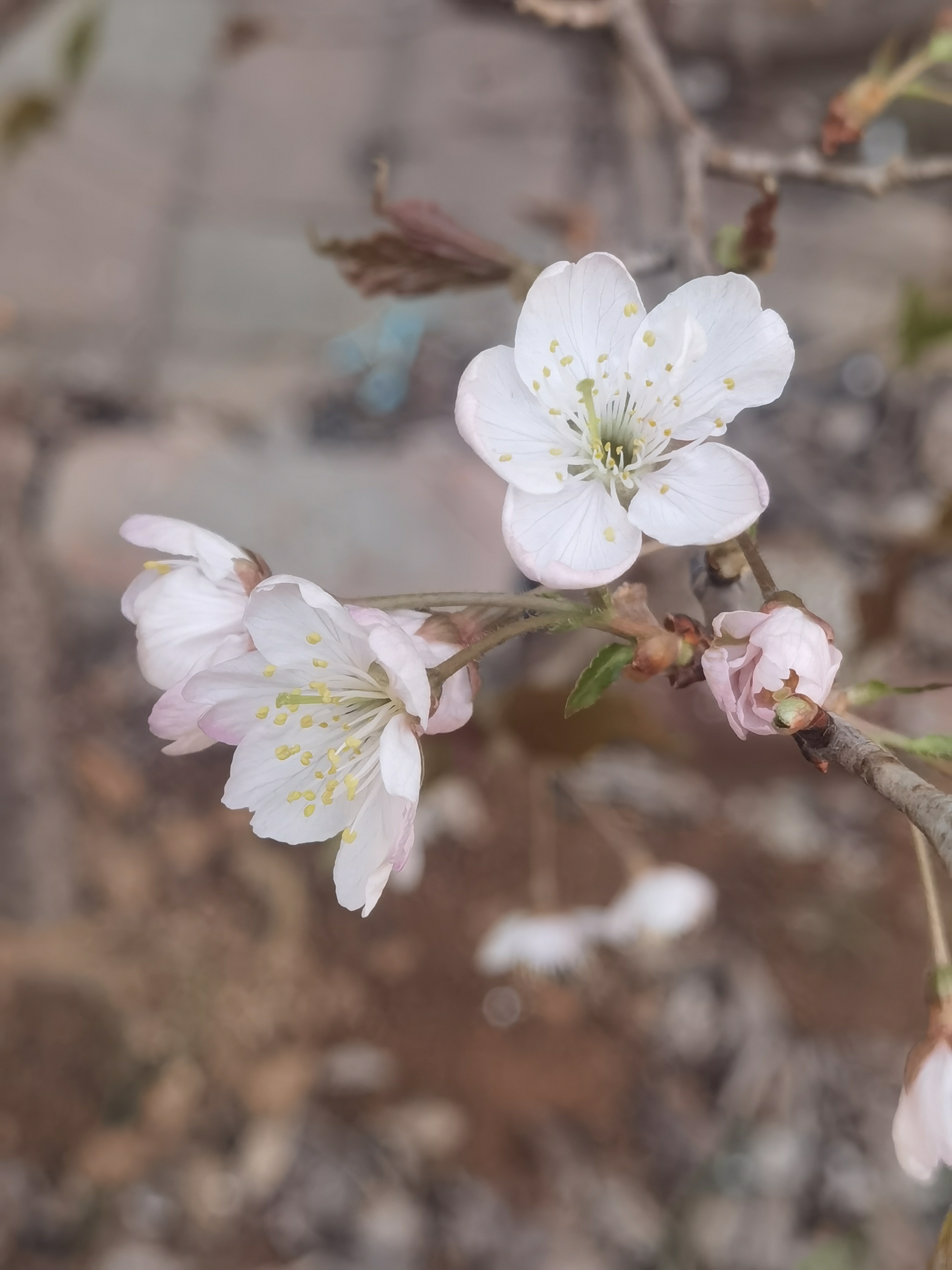 樱桃花图片真实图片