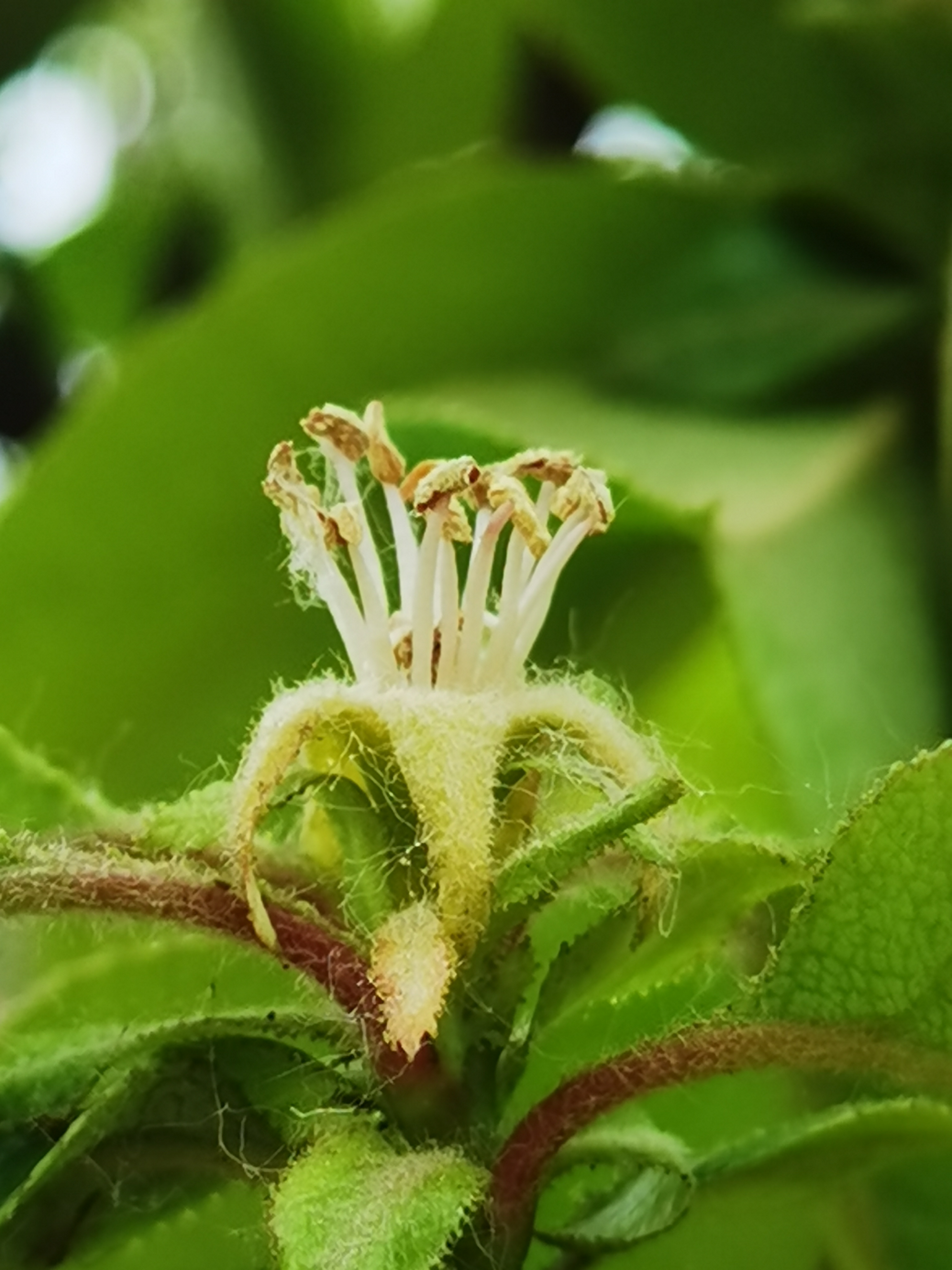 原创手机微距摄影之木瓜花与果