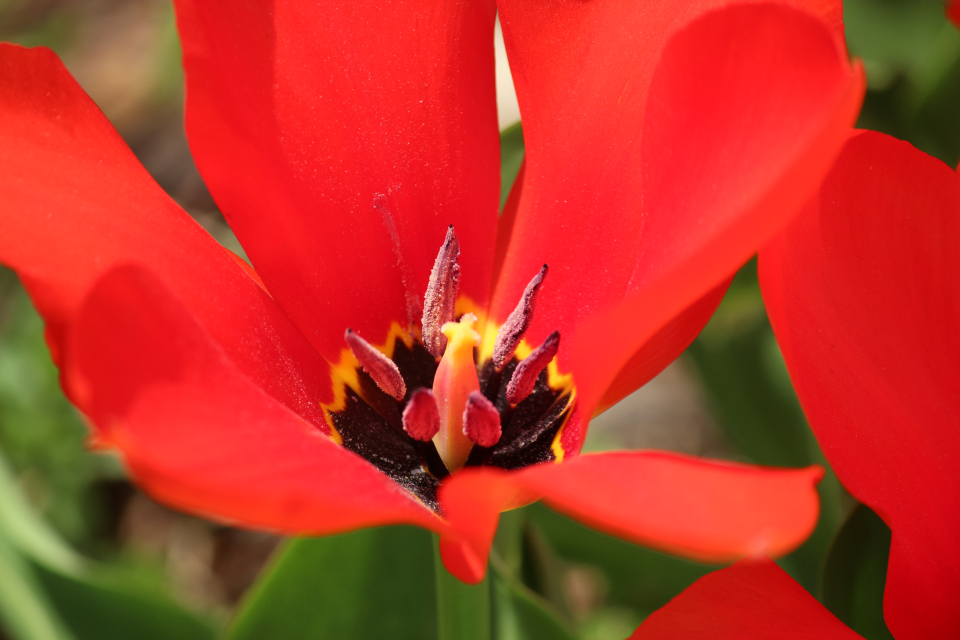 花卉摄影之红色郁金香