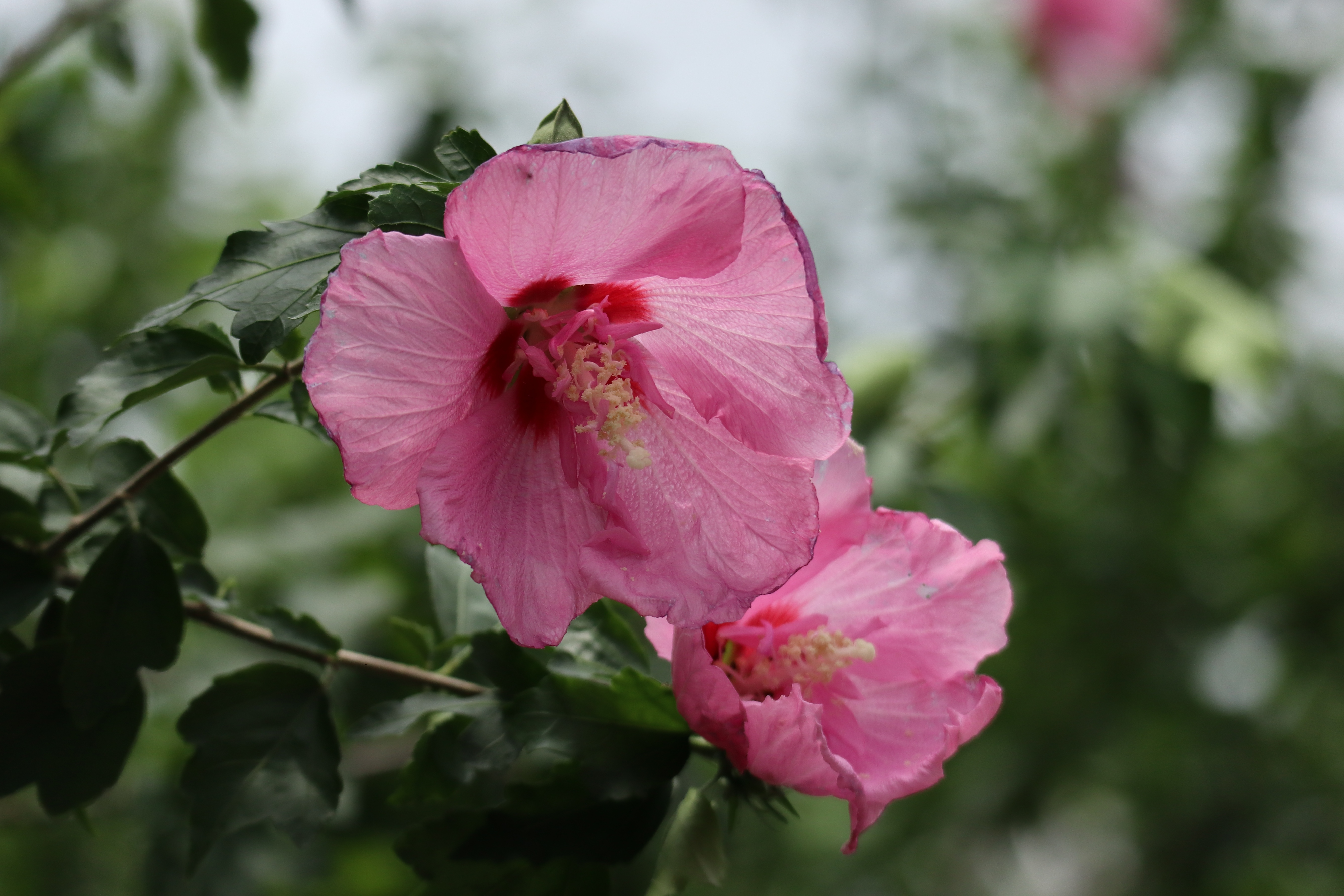 花卉摄影之朱红色木槿花