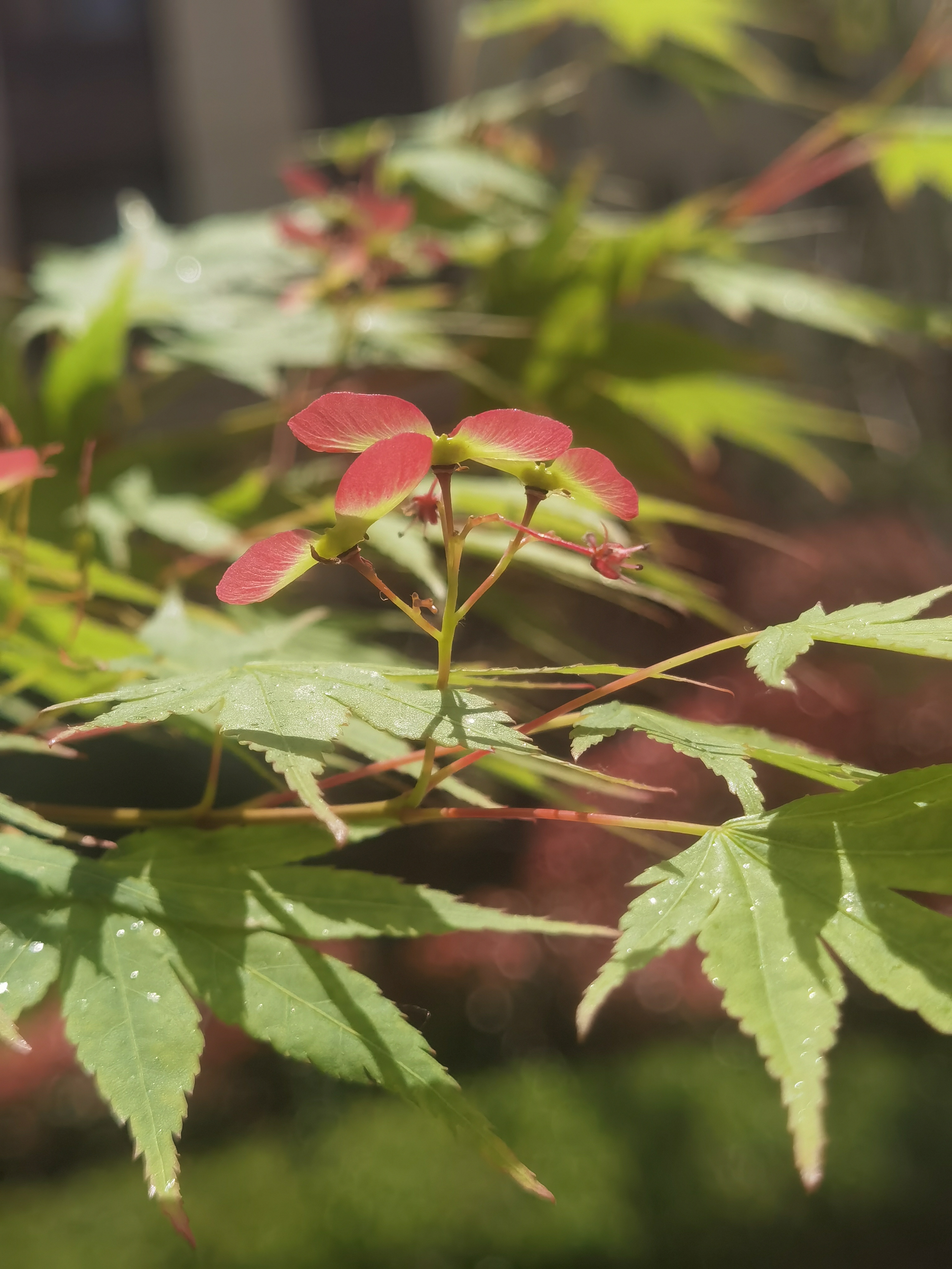 花卉原创摄影之鸡爪槭结果啦(一)