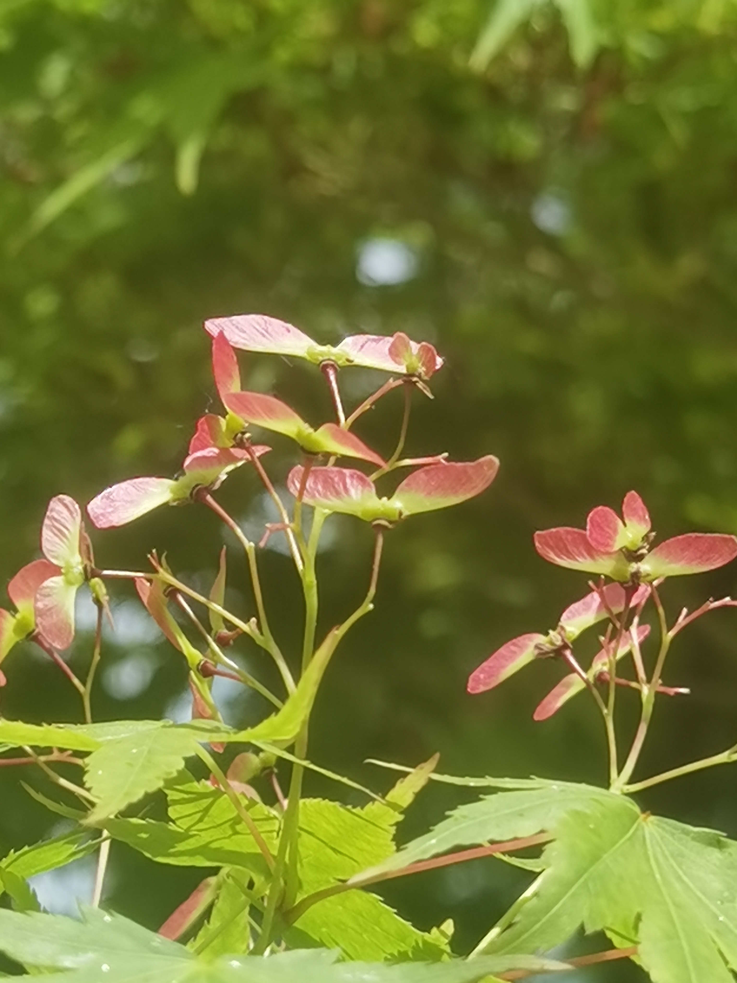 花卉原创摄影之鸡爪槭结果啦(一)