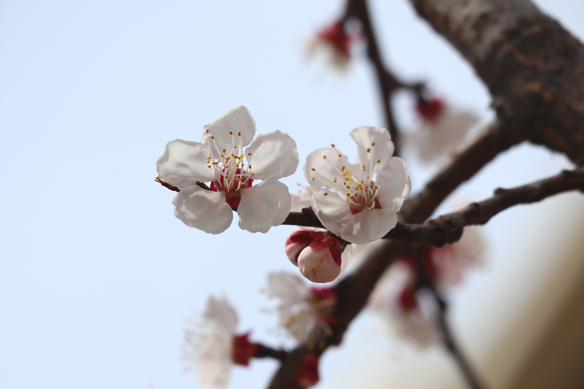 花卉摄影之杏花 总觉得杏花比桃花,樱花,梨花都好看,红色的花萼很醒目