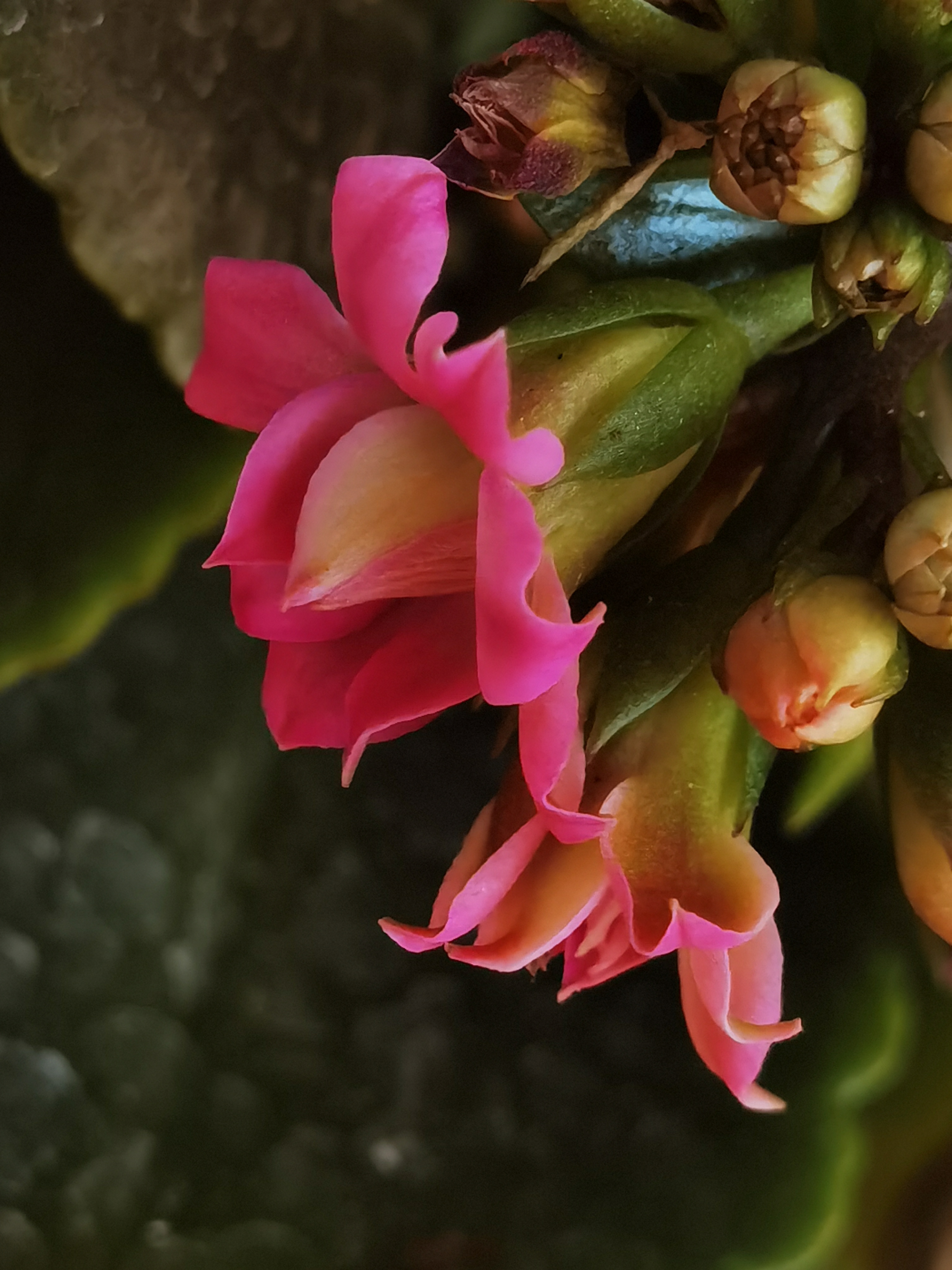 花卉摄影之微距镜头下的玫红色长寿花