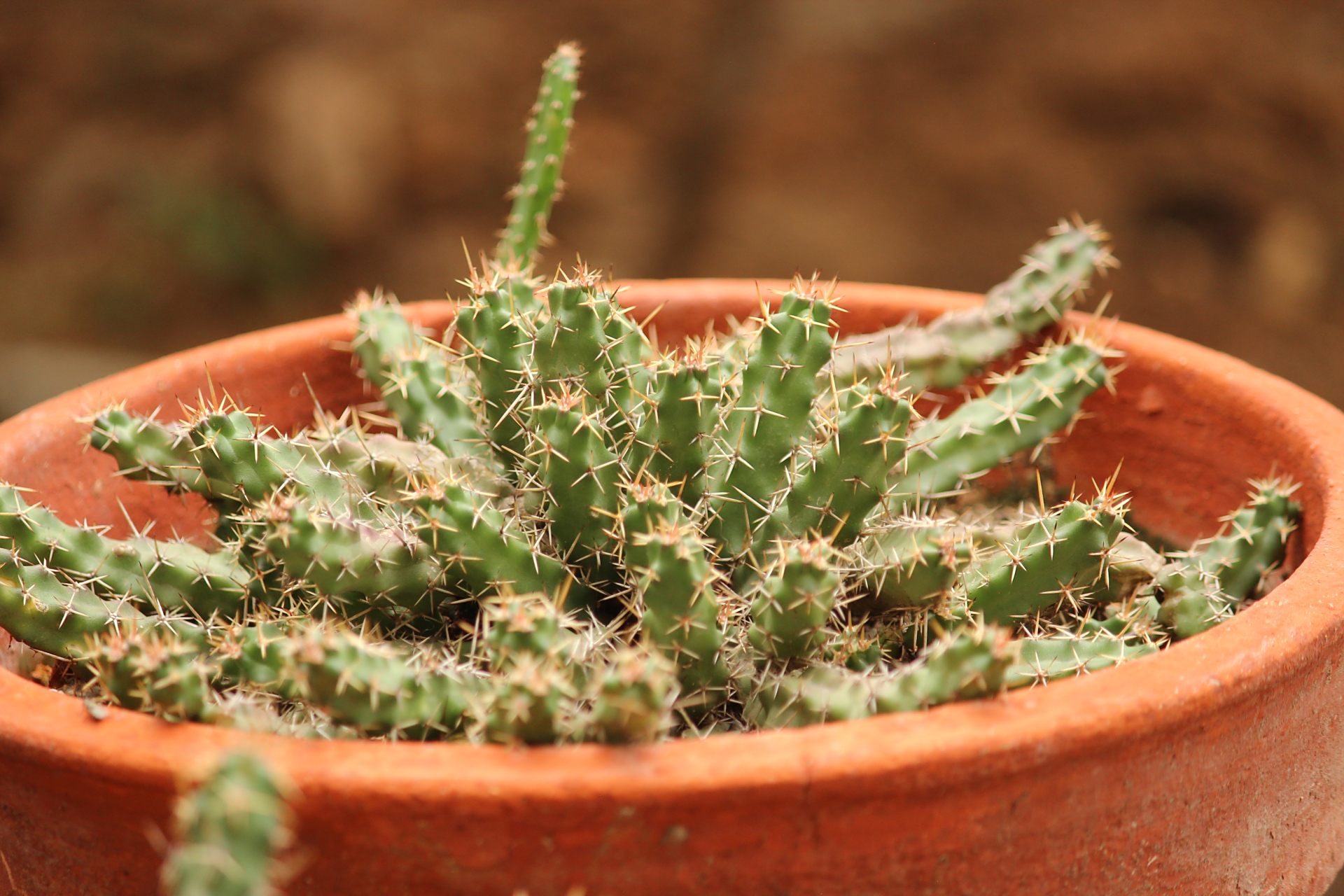 花卉摄影之仙人球 仙人球号称"沙漠之王",在城市里也随处可见了,种类