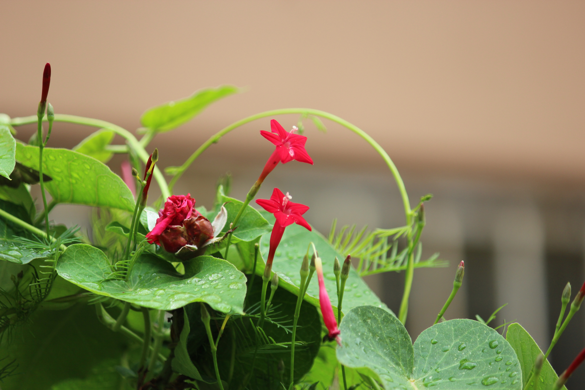 花卉摄影之羽叶茑萝