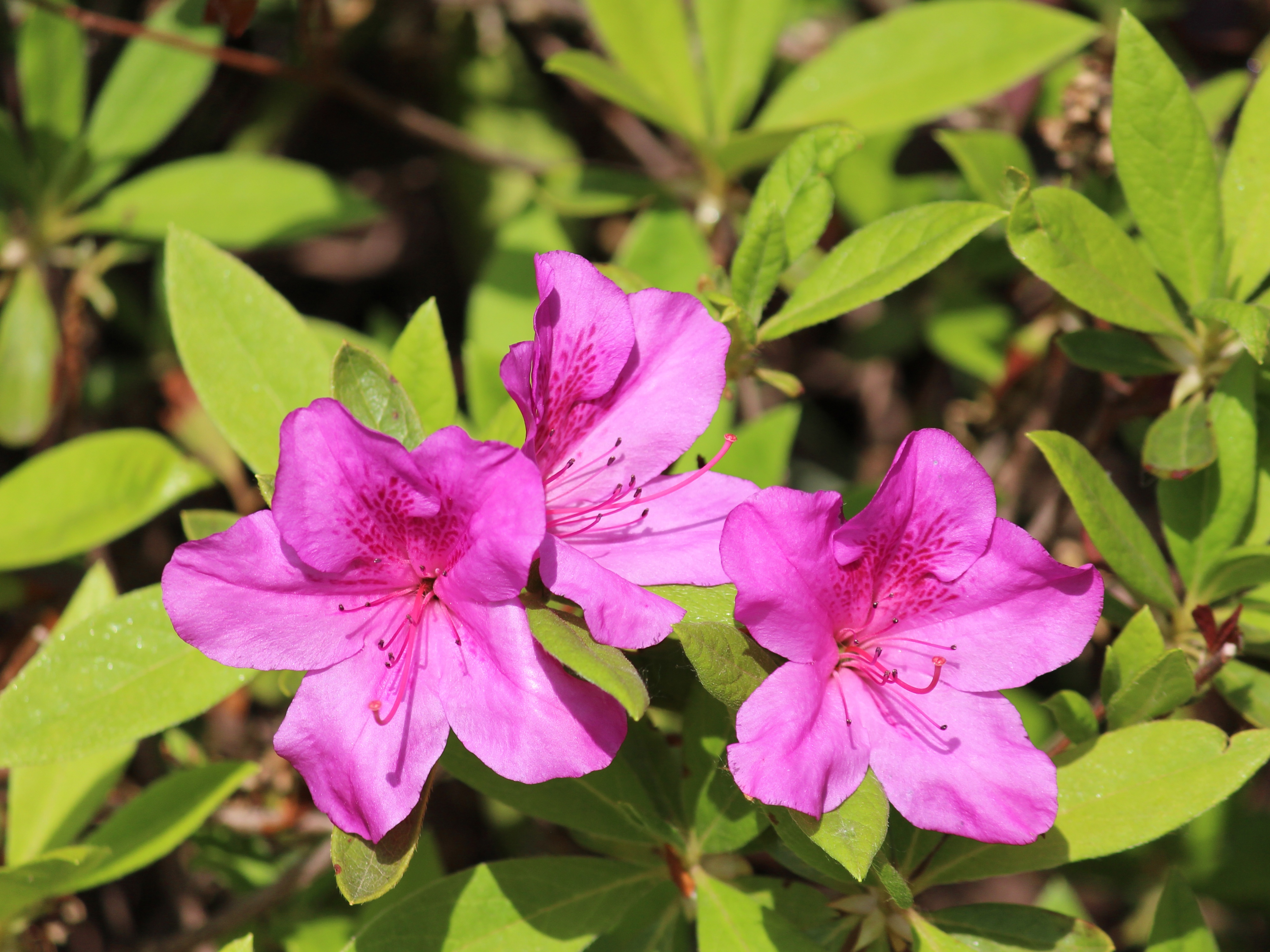 花卉原创摄影之杜鹃花(二)#摄影爱好者联盟
