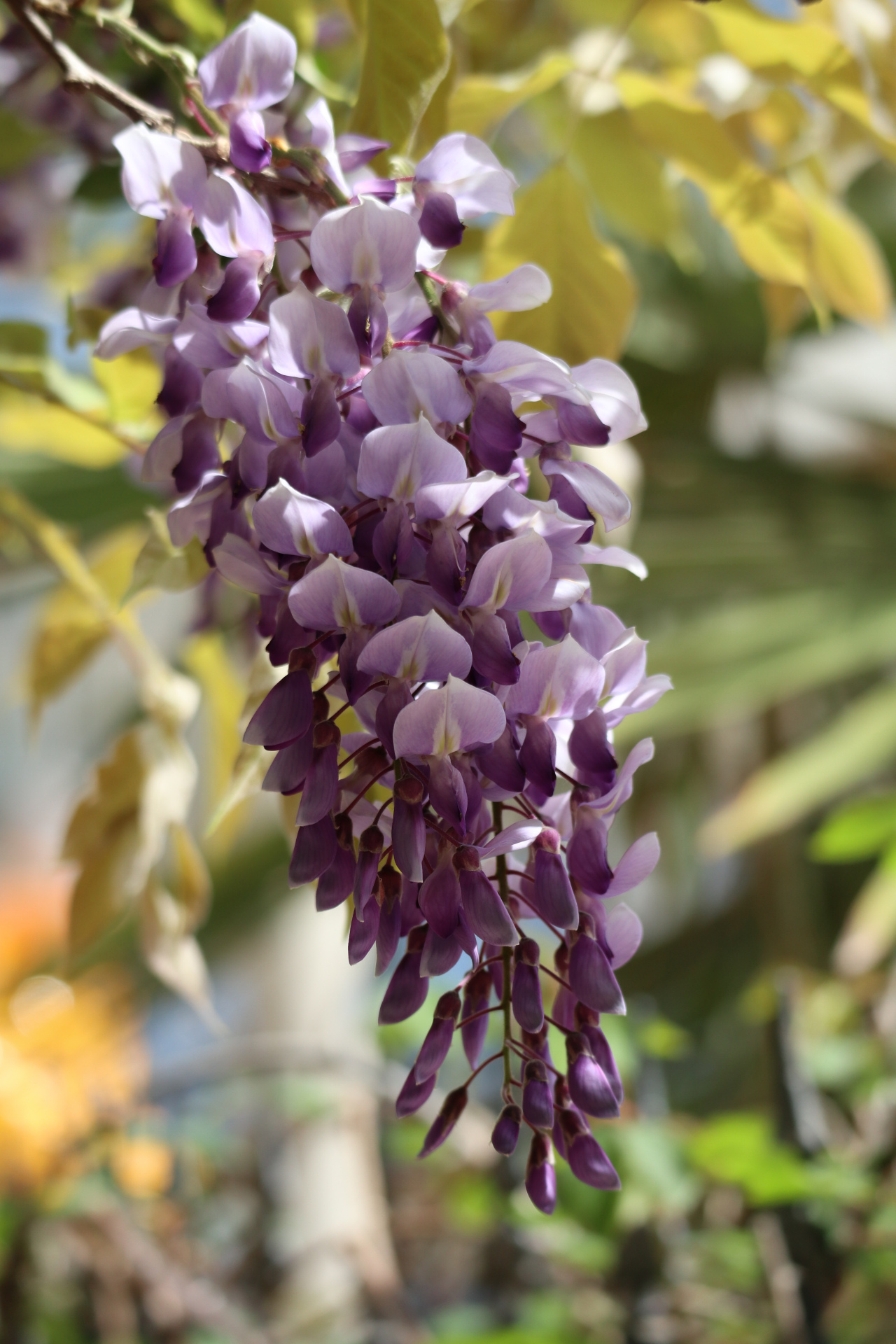 花卉摄影之紫藤花