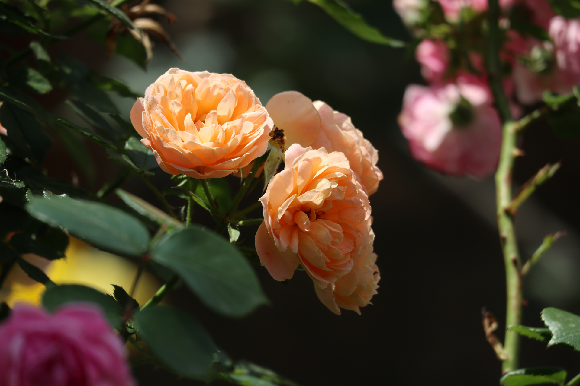 花卉摄影之黄色月季花#创作灵感上热门