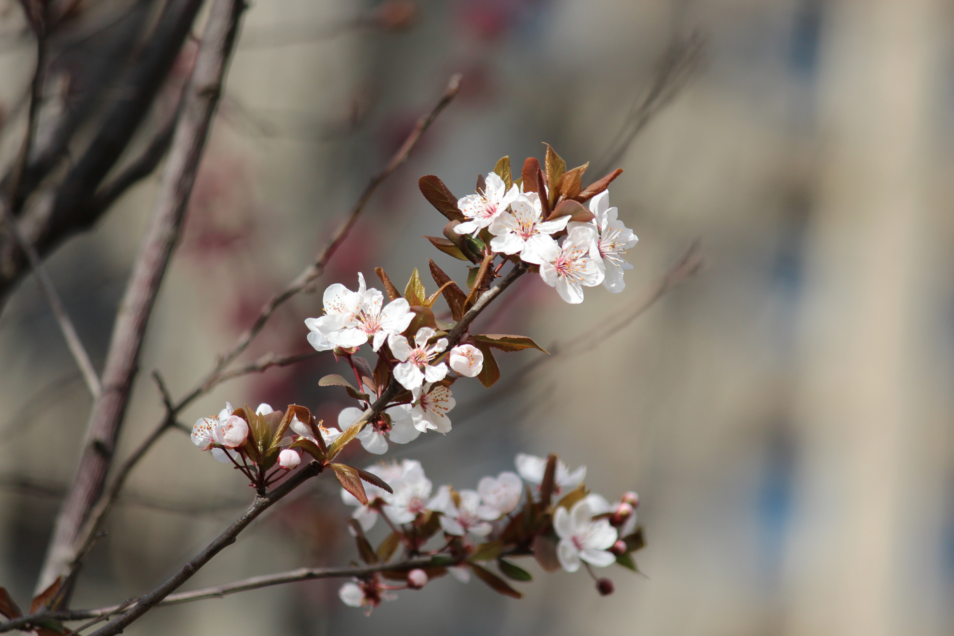 紫叶李花期图片