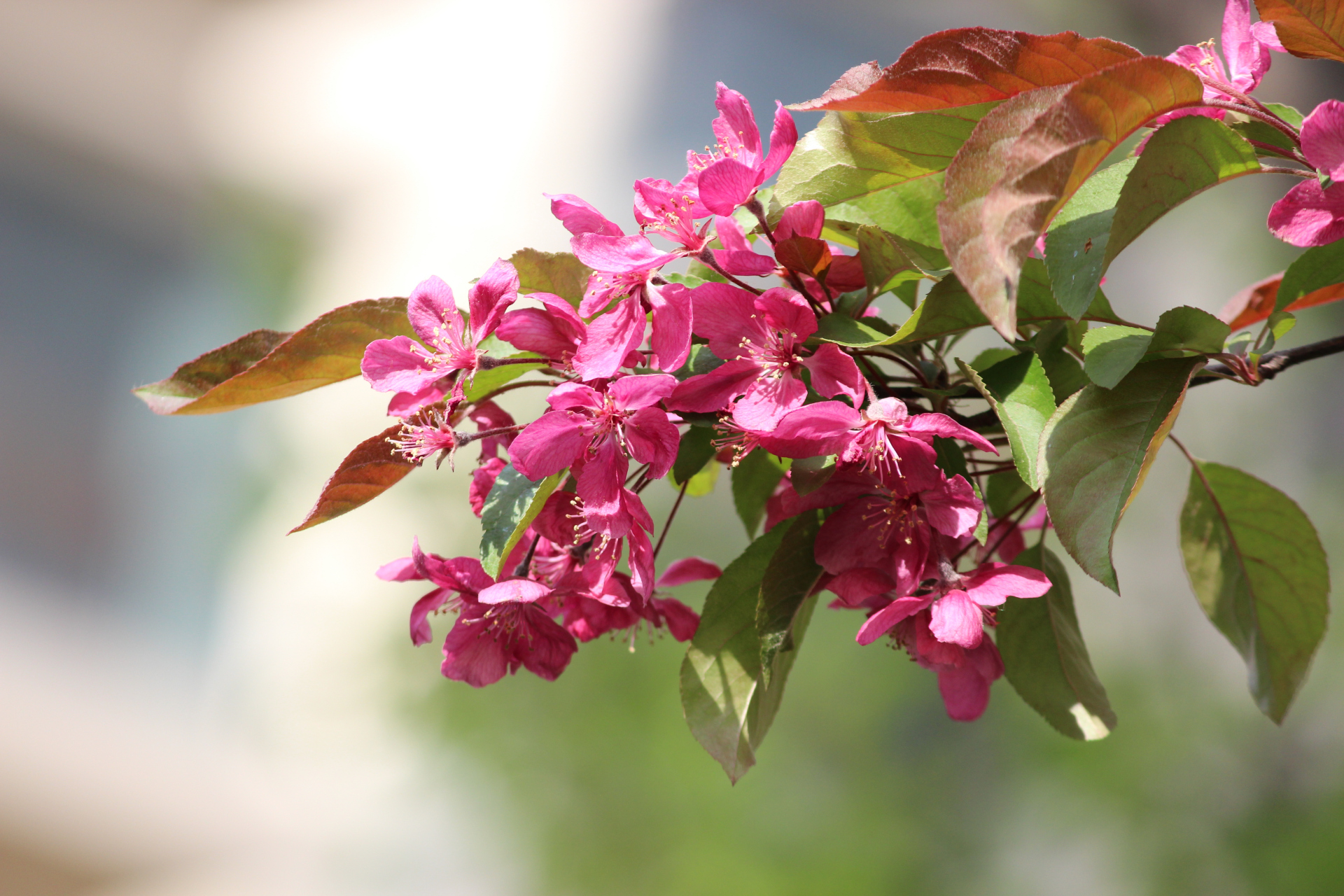 山海间##青岛同城交流组# #青岛同城交流组#  海棠花开(二)北美海棠花