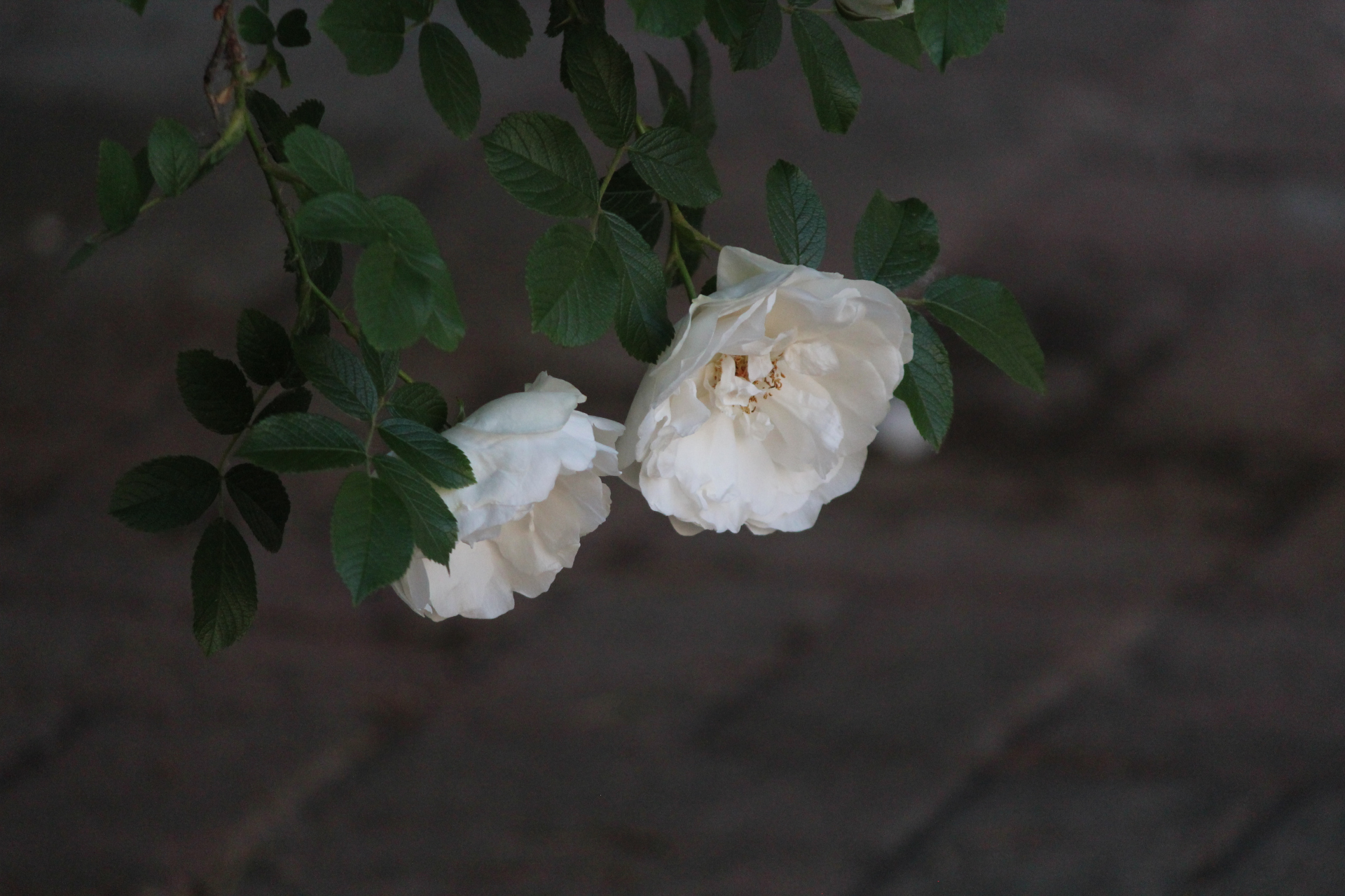 花卉原创摄影之白色蔷薇花(二)#摄影爱好者联盟