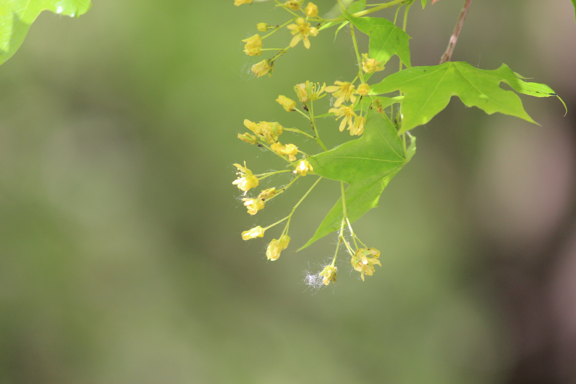 花卉原创摄影之元宝槭开花啦#摄影爱好者联盟