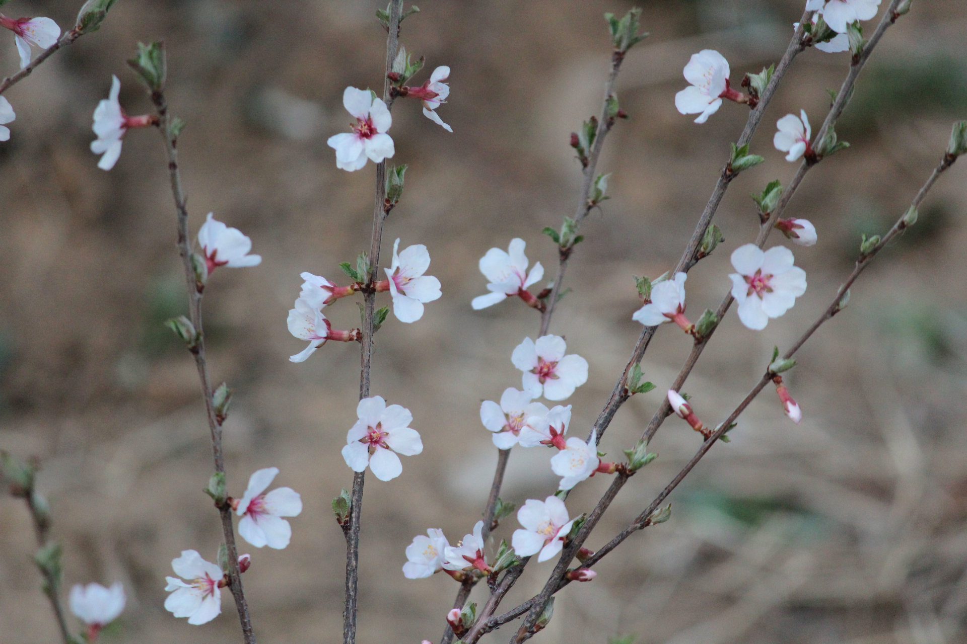 花卉原创摄影之毛樱桃