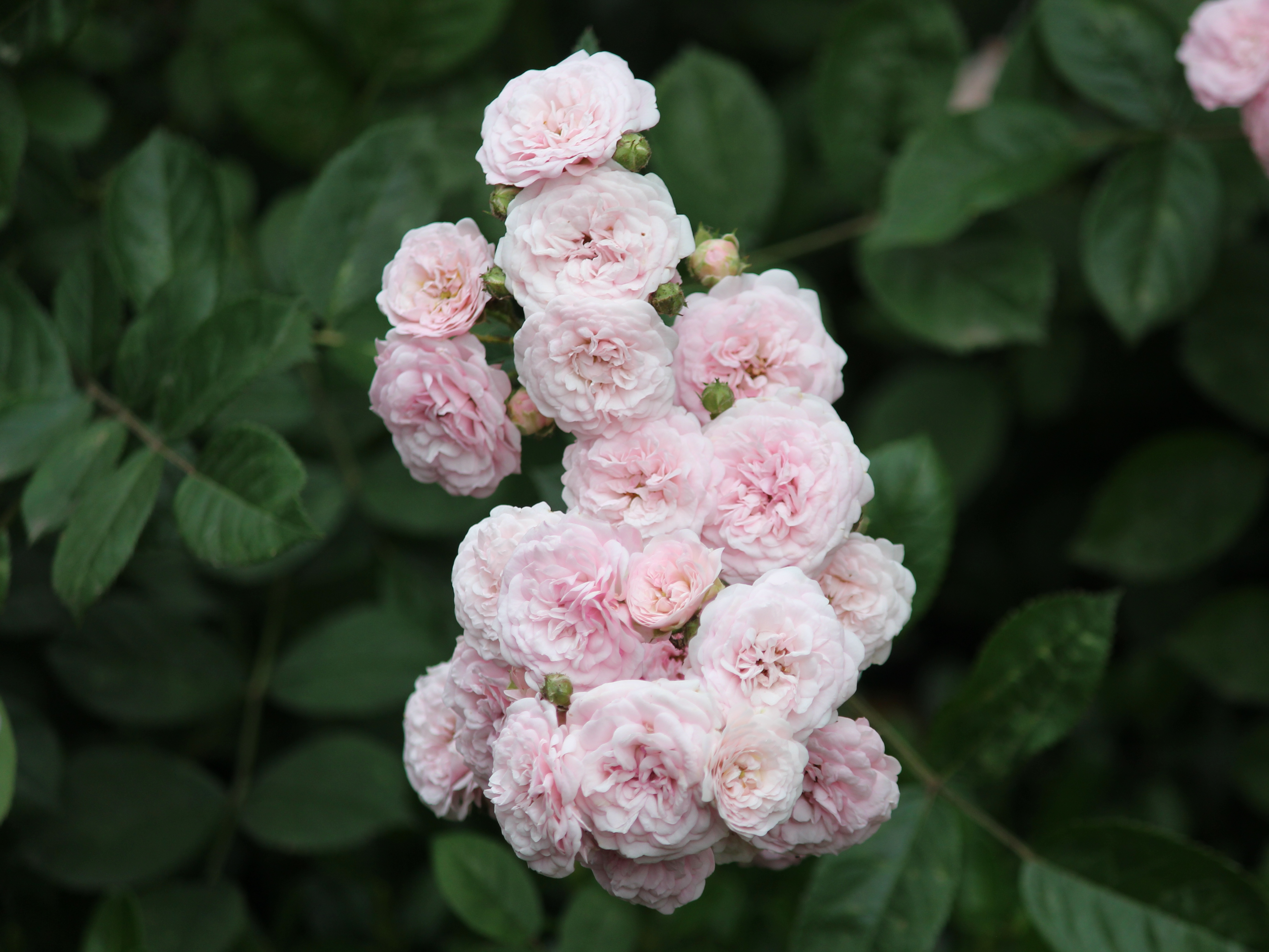 夏日赏花大赛# 花卉原创摄影之蔷薇花.