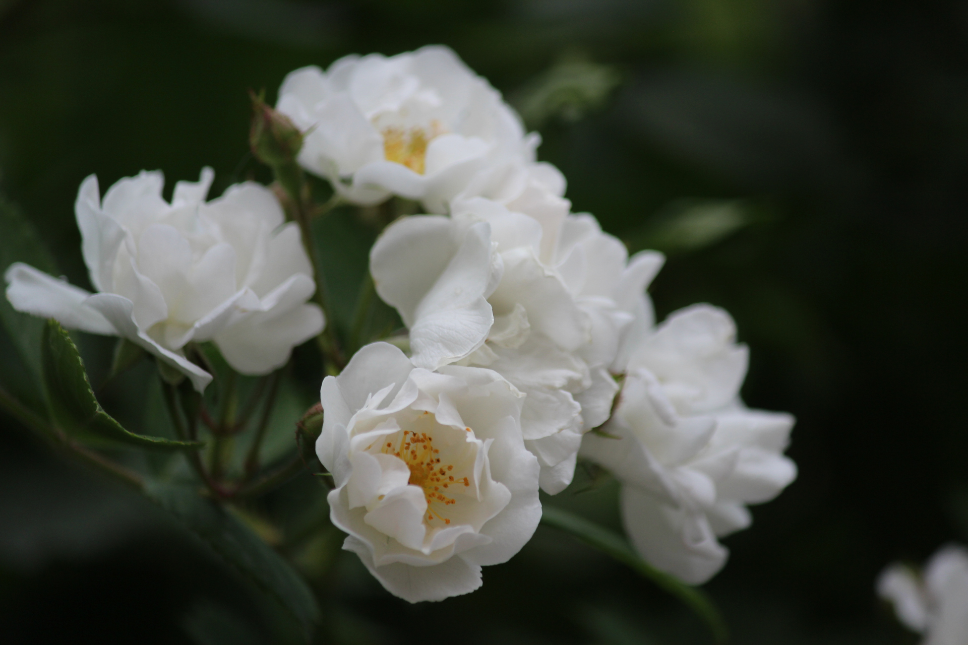 花卉摄影之白色蔷薇花#创作灵感上热门