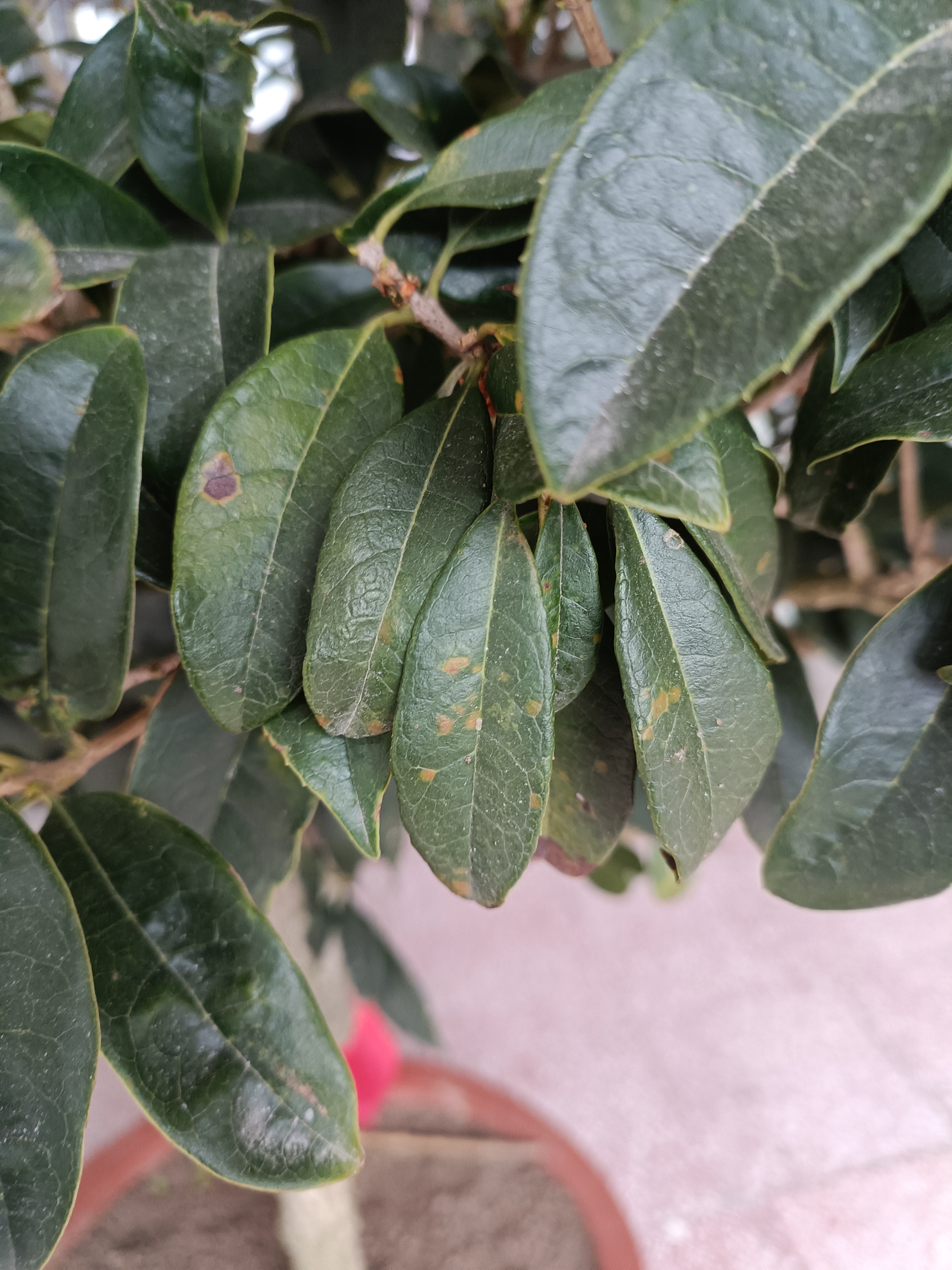 桂花叶子这样是怎么回事